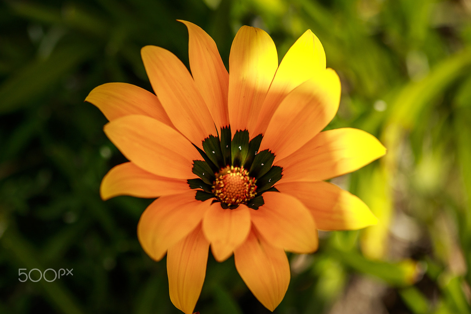 Canon EF 100mm F2.8 Macro USM sample photo. Blossomed photography