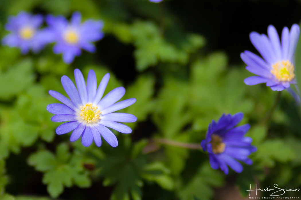 Canon EF 100mm F2.0 USM sample photo. Flowers photography