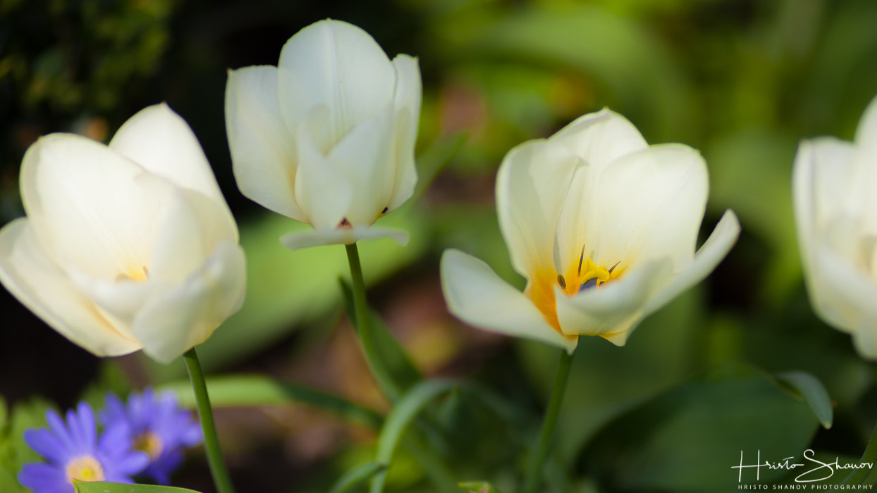 Canon EF 100mm F2.0 USM sample photo. Flowers photography