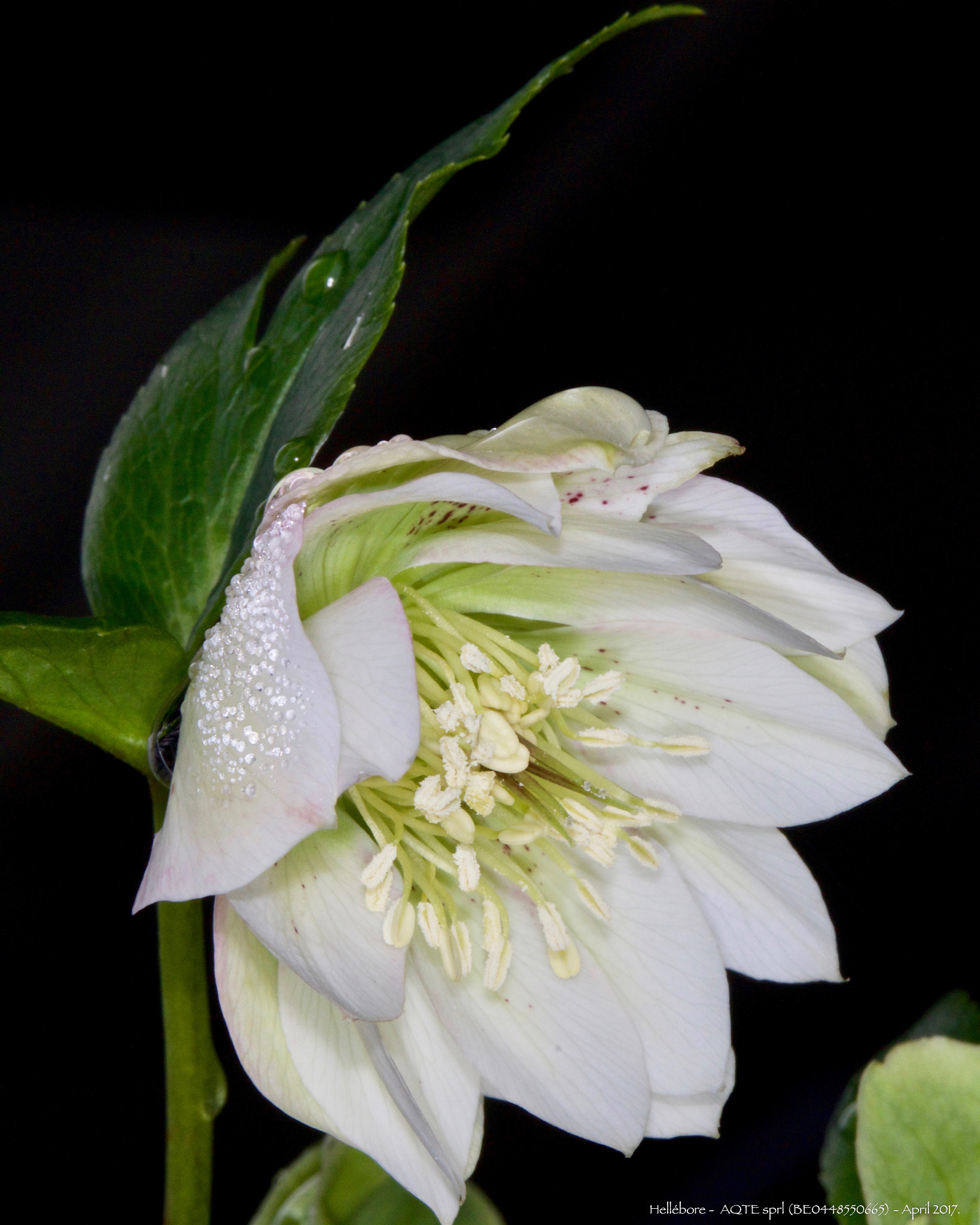 Canon EF 100mm F2.8L Macro IS USM sample photo. Hellébore - #3 photography