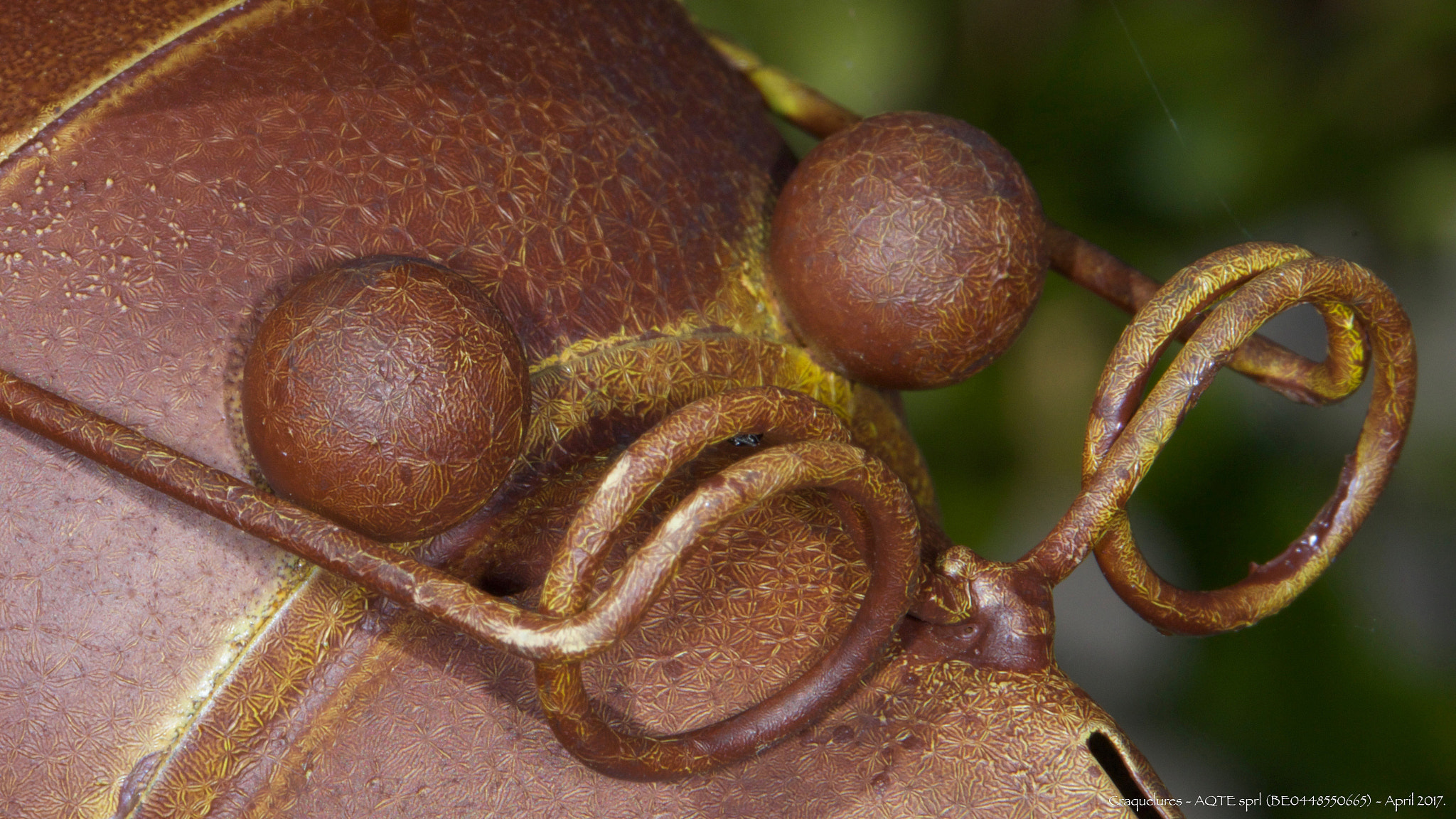Canon EF 100mm F2.8L Macro IS USM sample photo. Mère grand, que vous avez de grands yeux! photography