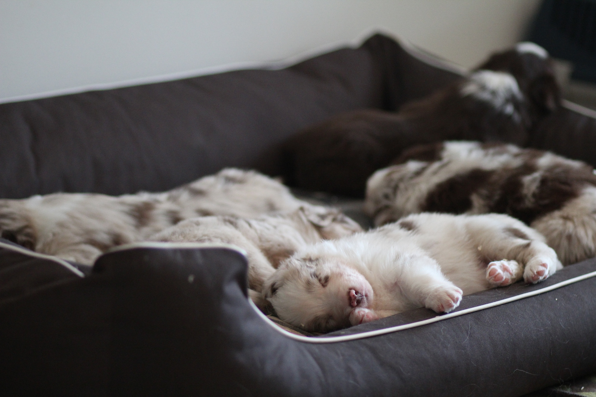 Canon EOS 600D (Rebel EOS T3i / EOS Kiss X5) + Canon EF 85mm F1.8 USM sample photo. The puppies are 1 month old! photography