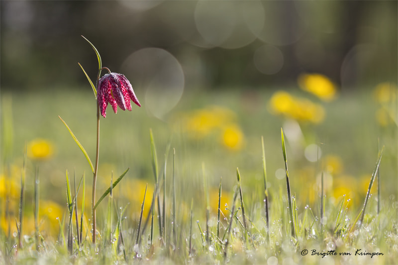 Canon EOS 60D sample photo. Morning freshness photography