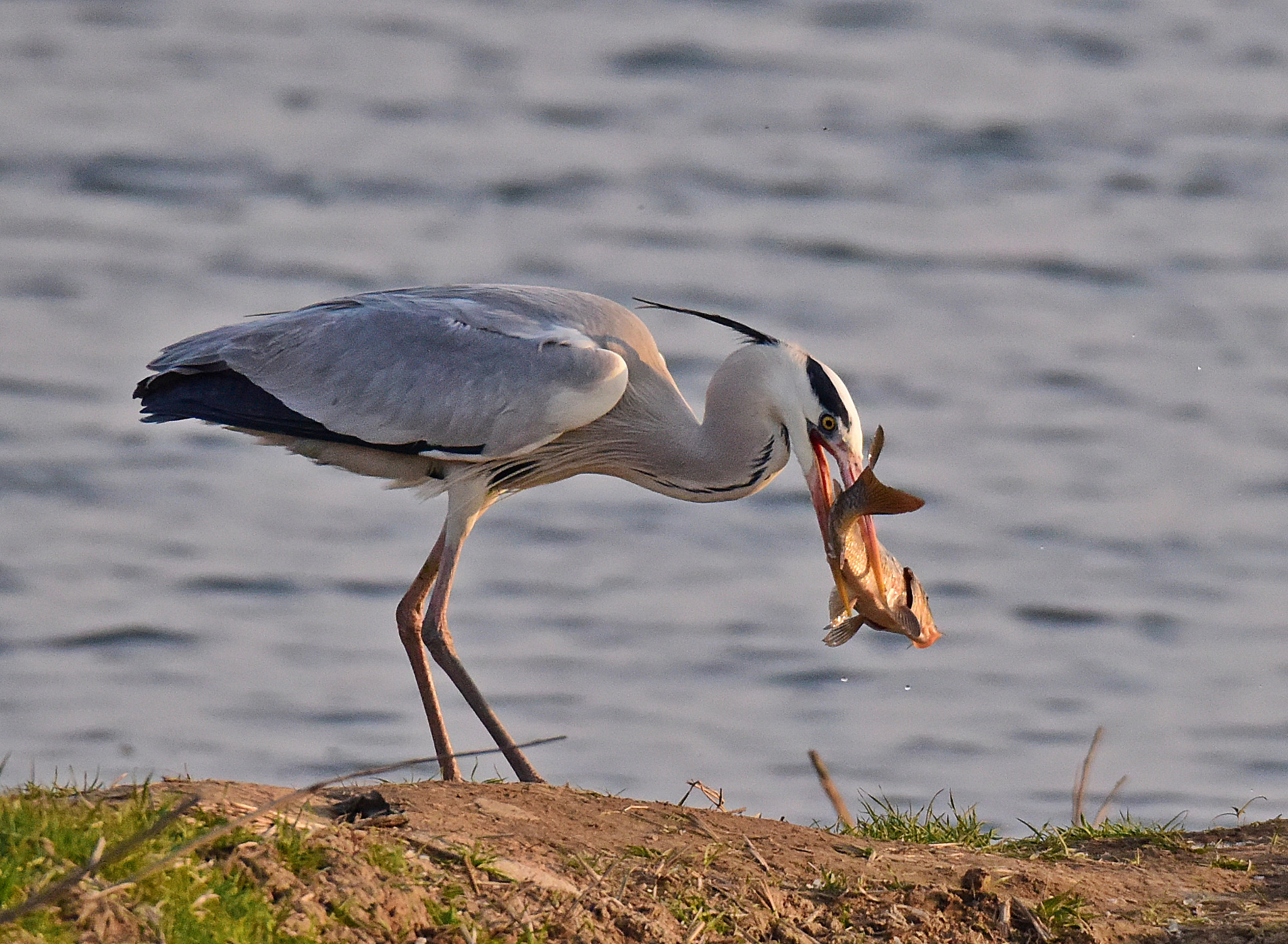 Sigma 150-600mm F5-6.3 DG OS HSM | S sample photo