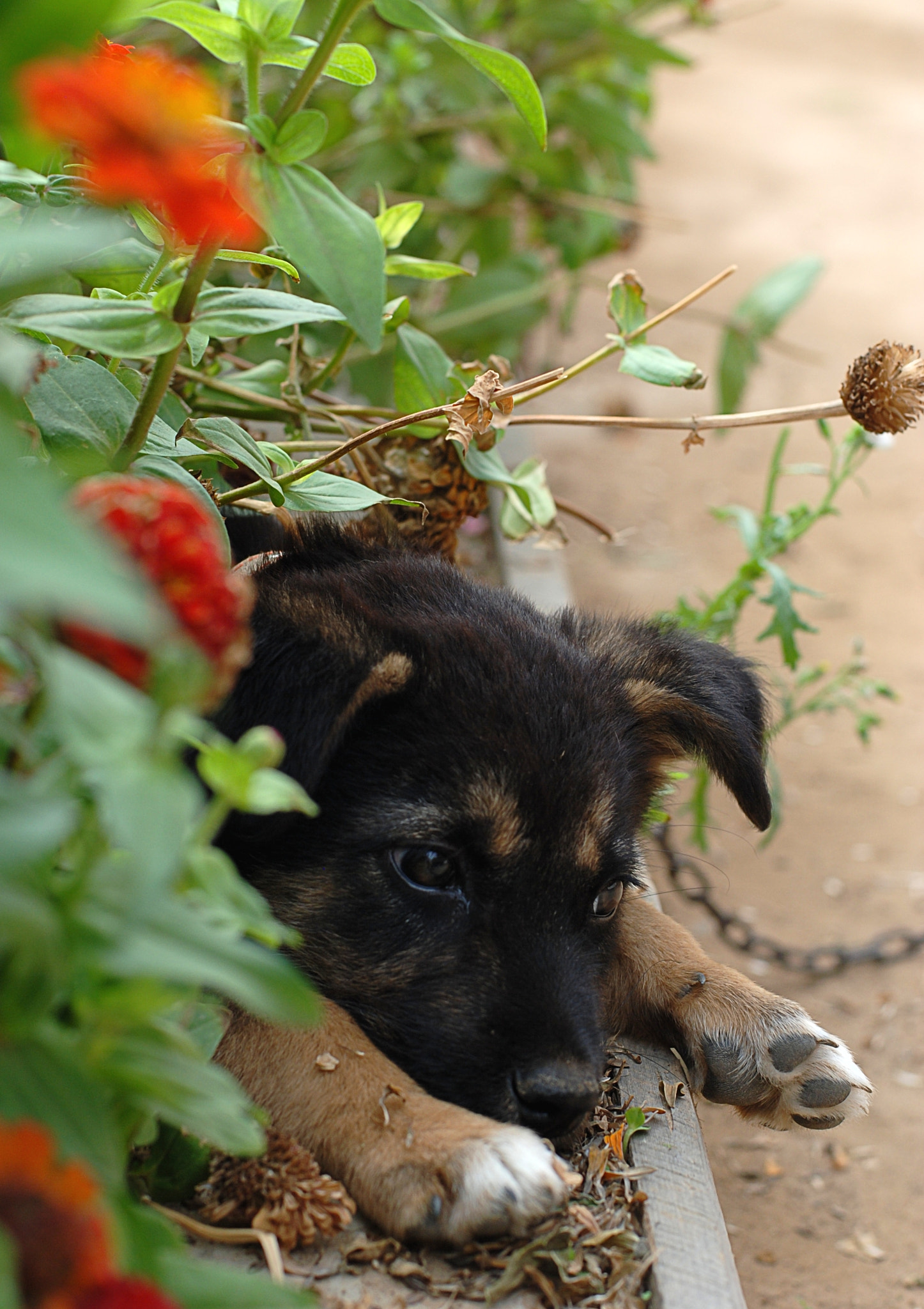 Nikon D80 sample photo. Puppy photography