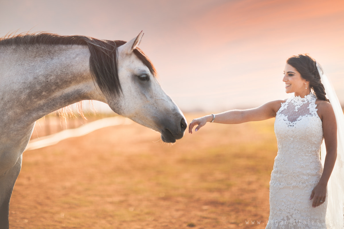 Canon EOS 5D Mark II + Canon EF 85mm F1.2 sample photo. Equine curiousity photography