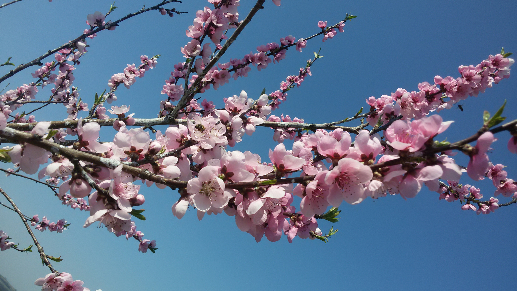 Samsung Galaxy S3 Neo sample photo. Peach photography