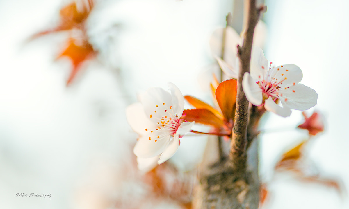 Nikon AF-S Micro-Nikkor 105mm F2.8G IF-ED VR sample photo. Spring photography