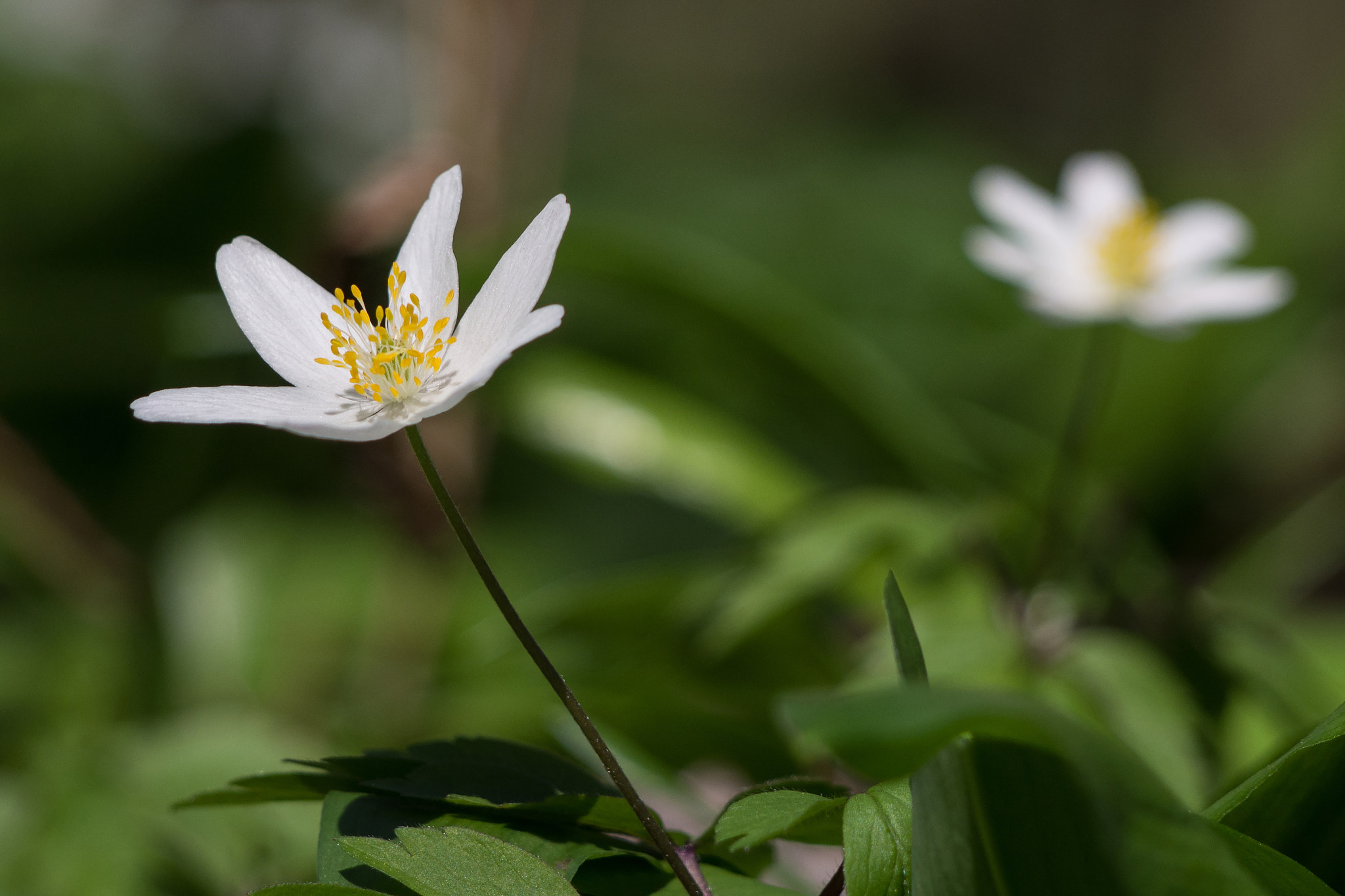 Olympus PEN E-PL5 sample photo