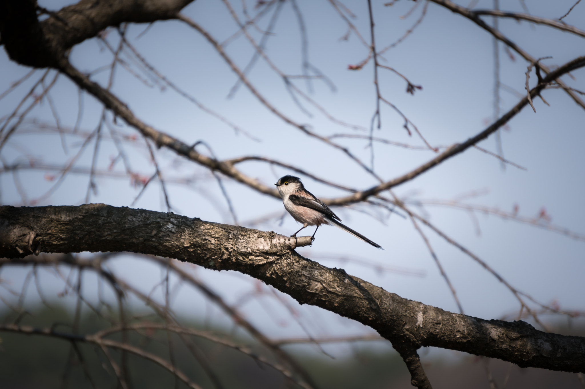 Sony a6300 + Sony E 55-210mm F4.5-6.3 OSS sample photo. In keumkang forest photography