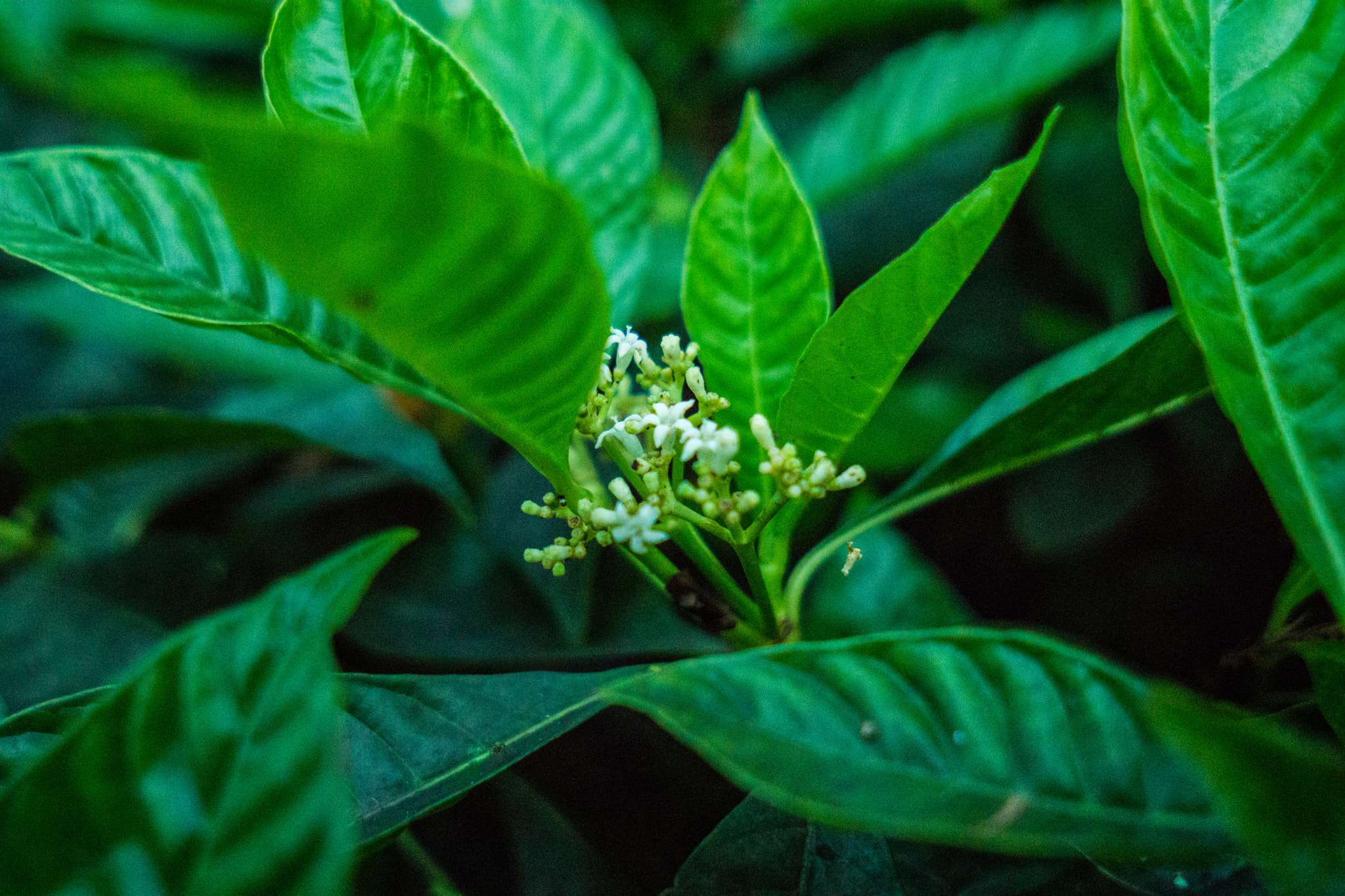 Sony a6000 + Sigma 19mm F2.8 EX DN sample photo. White flowers green leaves photography