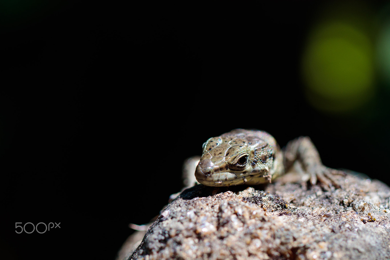 Canon EF 100mm F2.8L Macro IS USM sample photo. From the dark photography