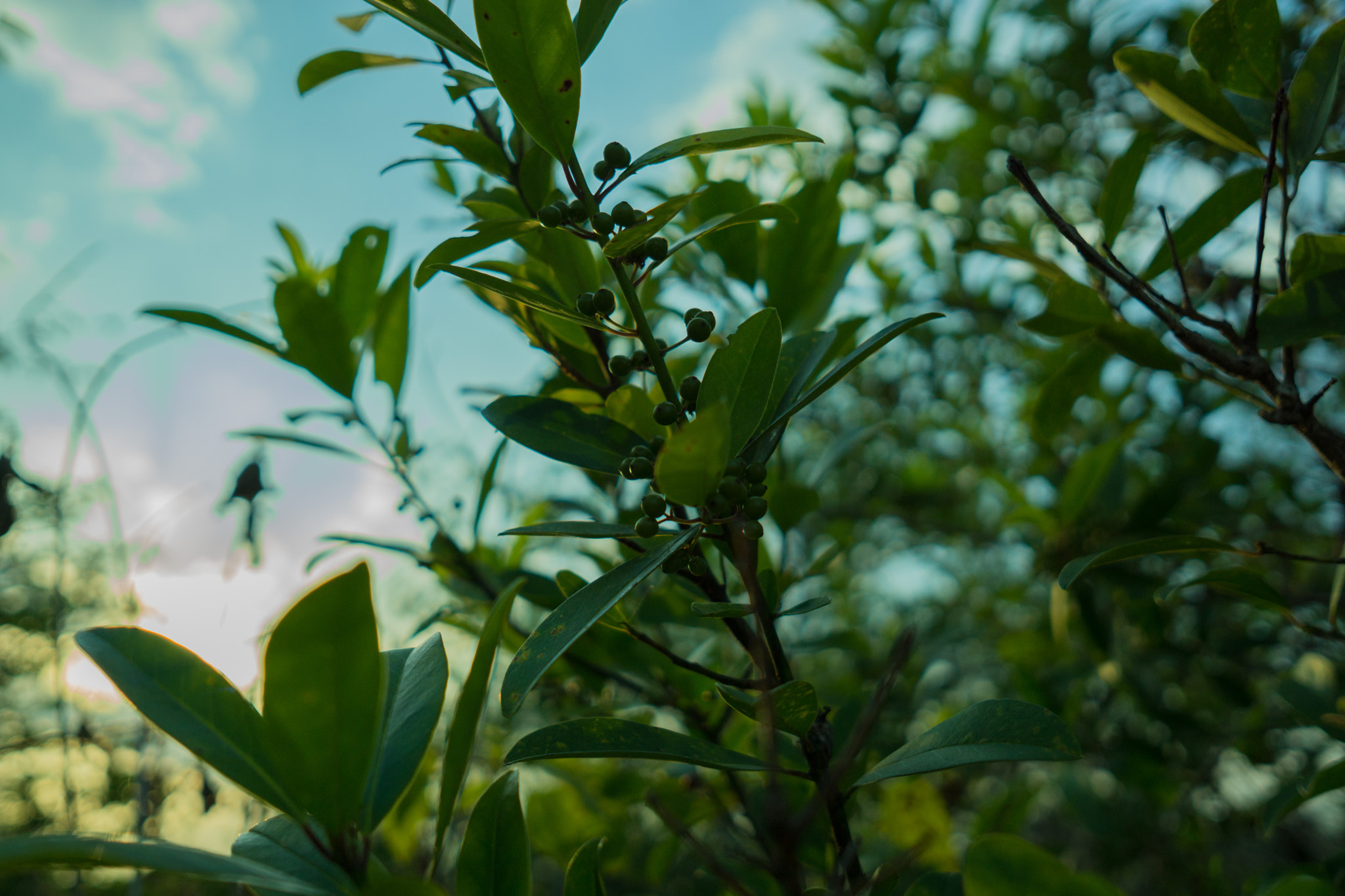 Sony a6000 + Sigma 19mm F2.8 EX DN sample photo. Green plant berries sunset photography