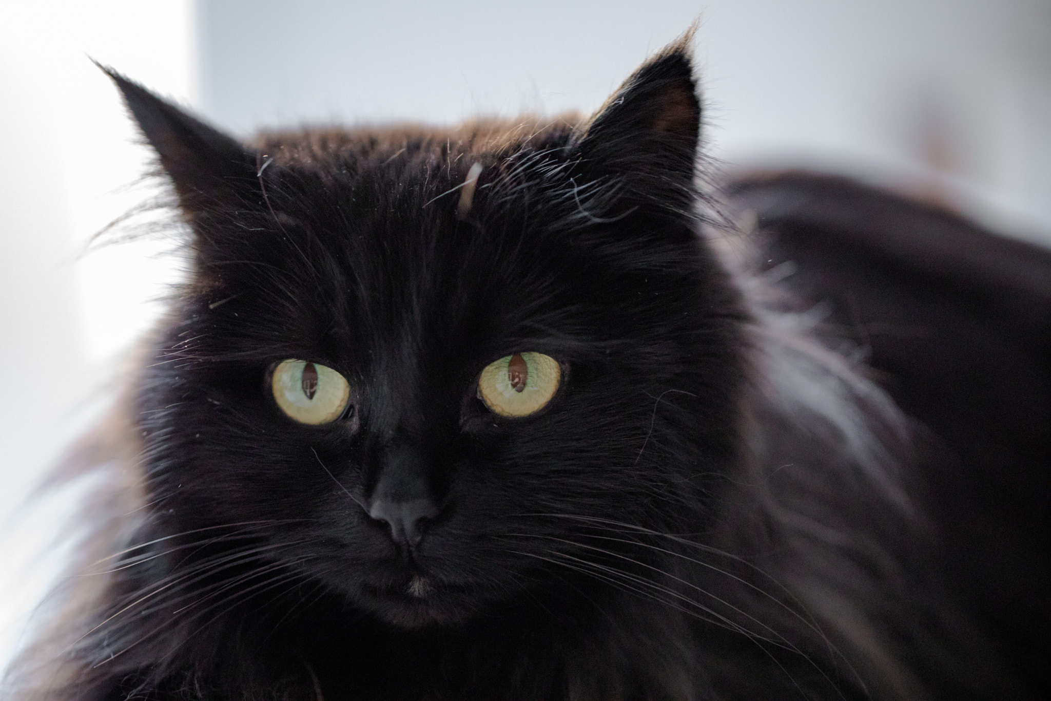 Canon EF 100mm F2.8L Macro IS USM sample photo. Black cat photography