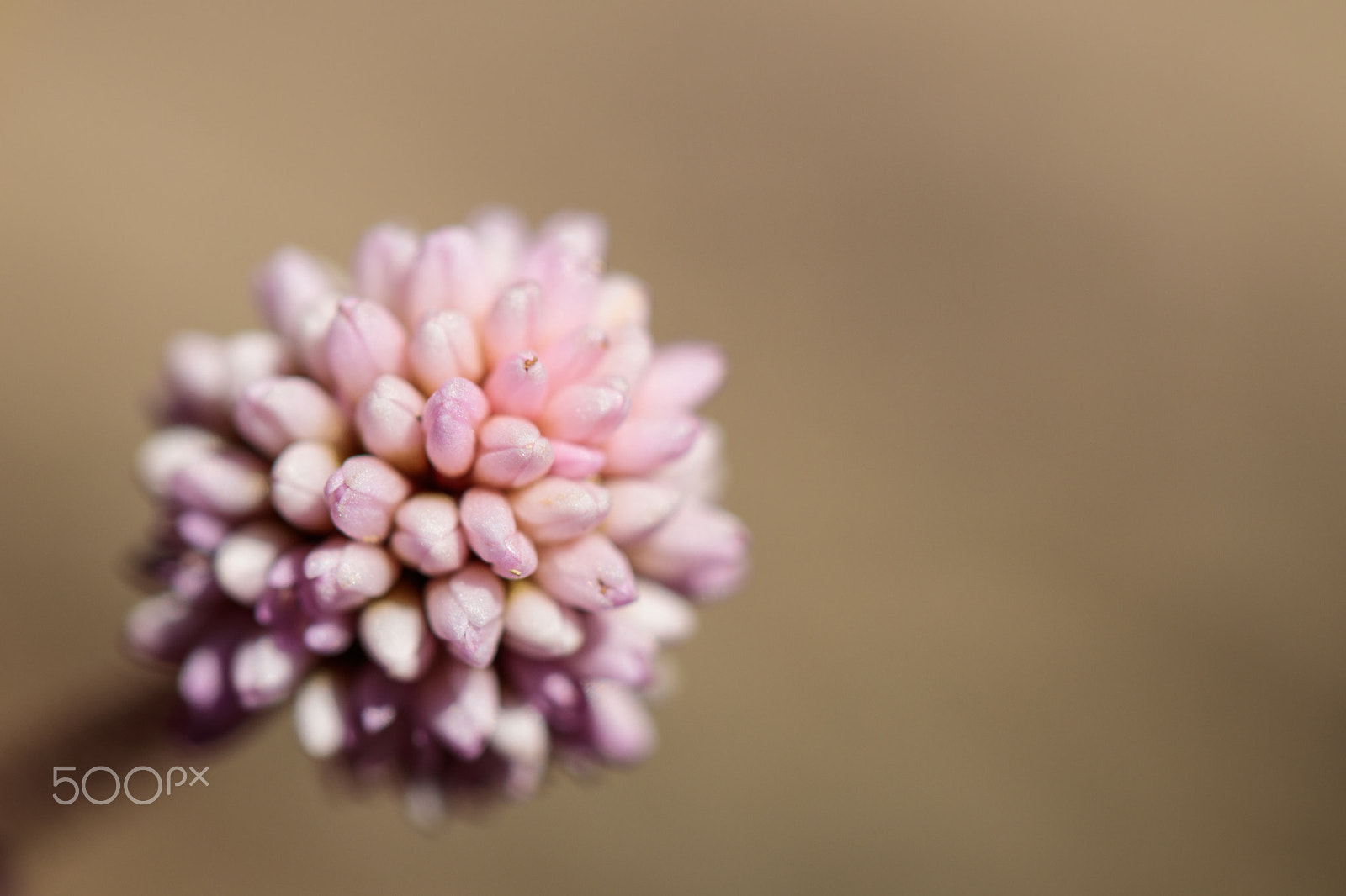 Canon EF 100mm F2.8L Macro IS USM sample photo. Softly growing photography