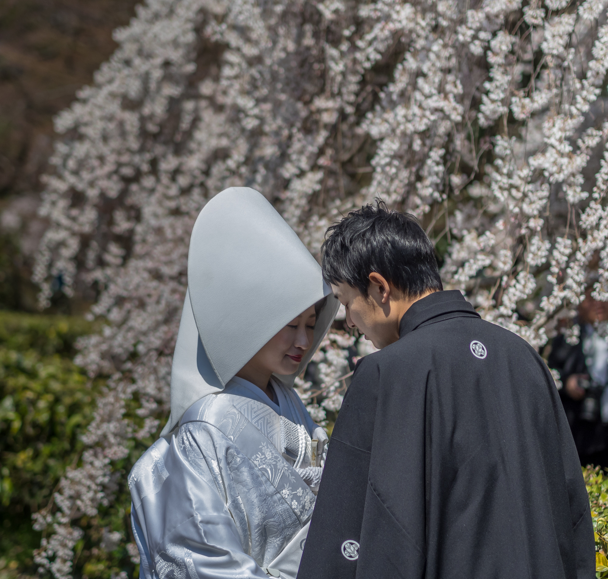 Olympus OM-D E-M1 sample photo. Sakura wedding photography