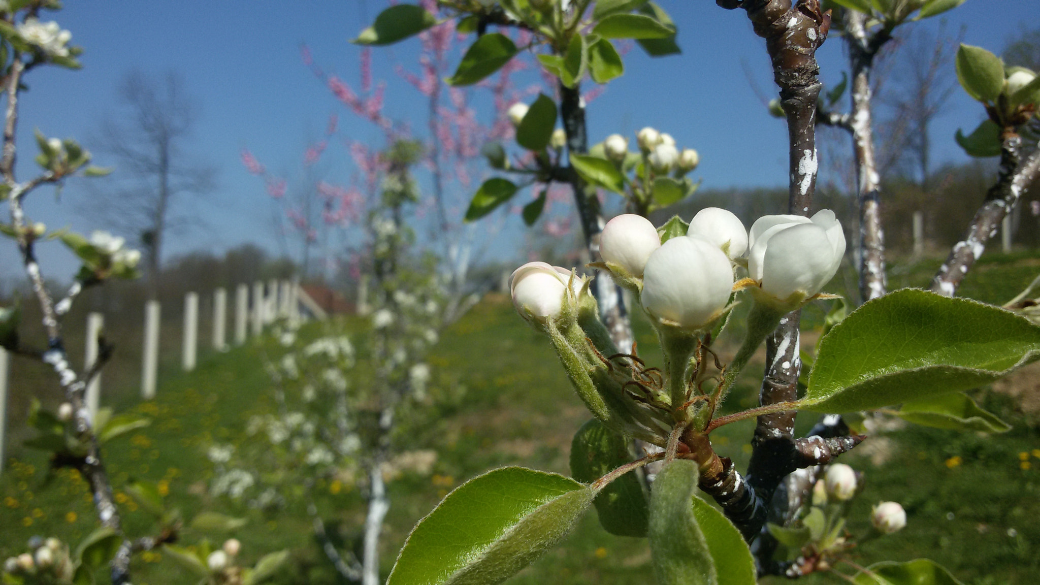 Samsung Galaxy S3 Neo sample photo. Blossom photography