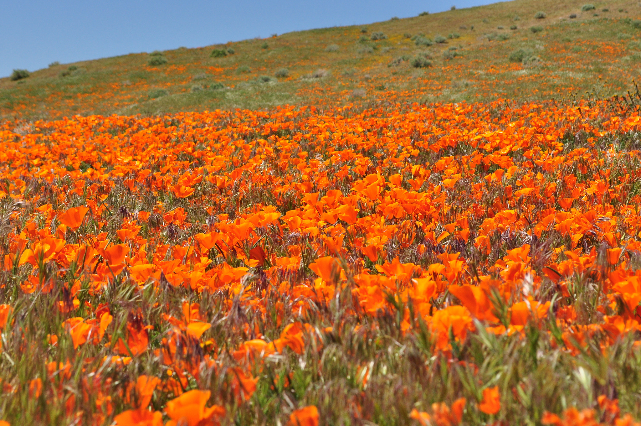 Nikon D90 sample photo. California poppies photography