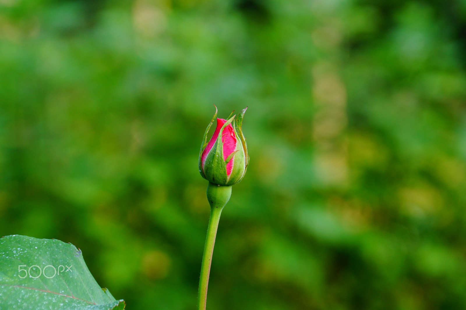 Sony DT 18-135mm F3.5-5.6 SAM sample photo. Blooming rose photography