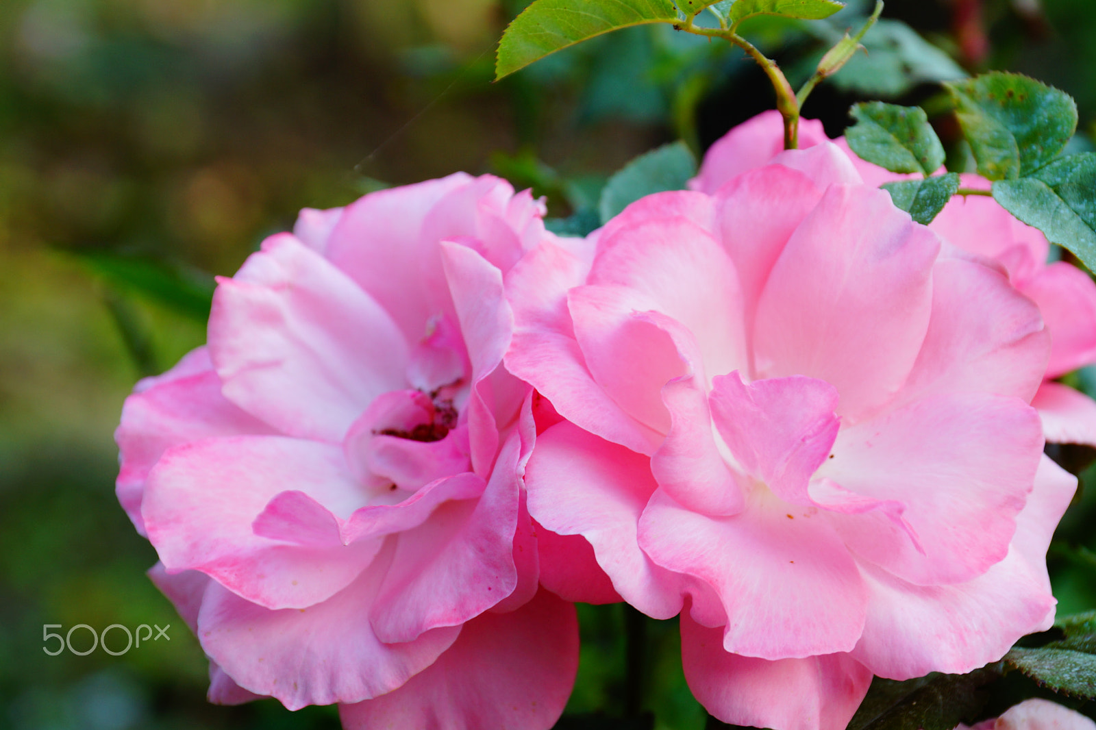 Sony DT 18-135mm F3.5-5.6 SAM sample photo. Pink peony photography