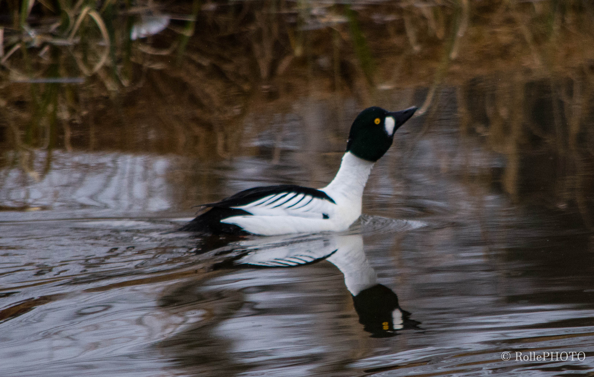 Nikon D7200 sample photo. Goldeneye photography