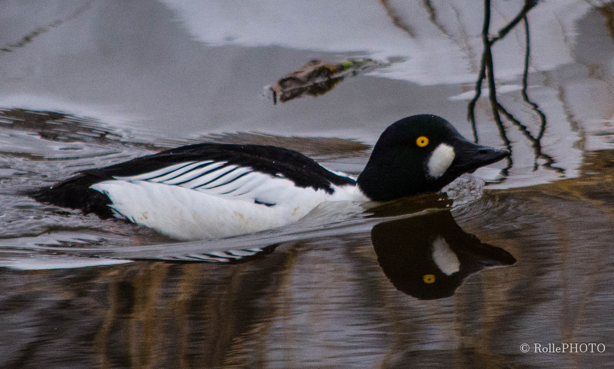 Nikon D7200 sample photo. Bucephala photography