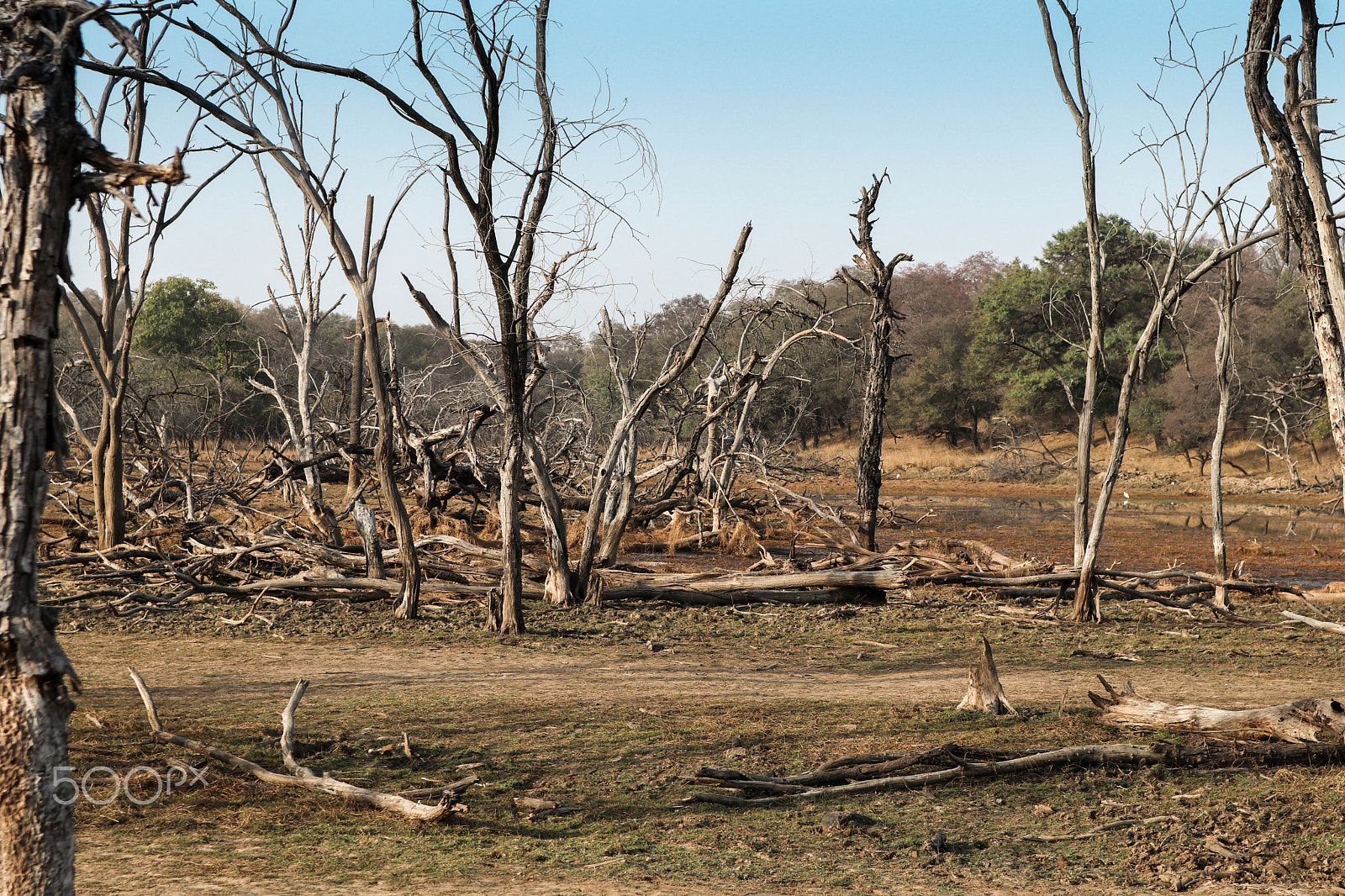 Canon EOS M5 sample photo. Ranthambore dry land photography