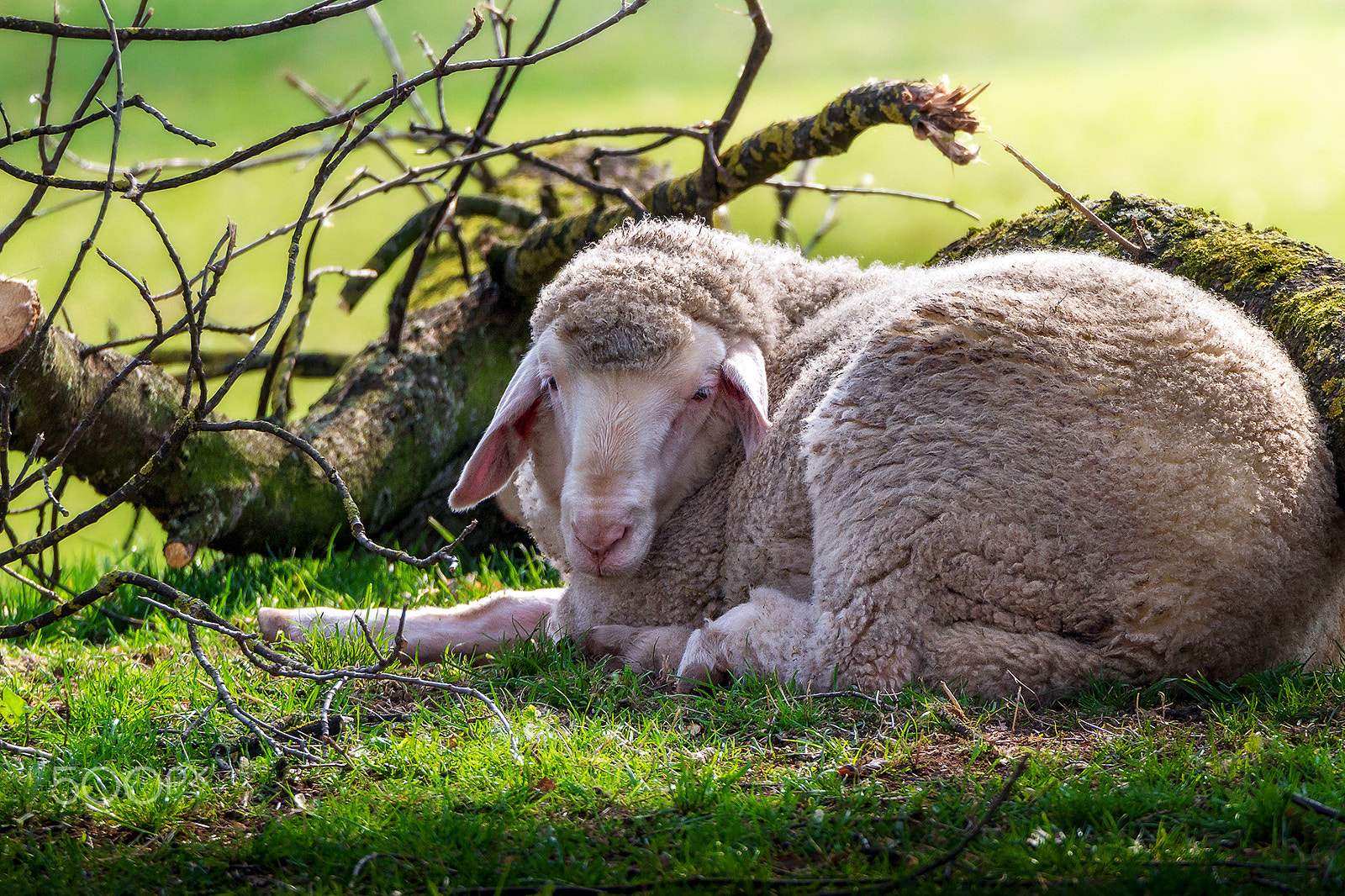 Tamron SP 150-600mm F5-6.3 Di VC USD sample photo. Sheep photography