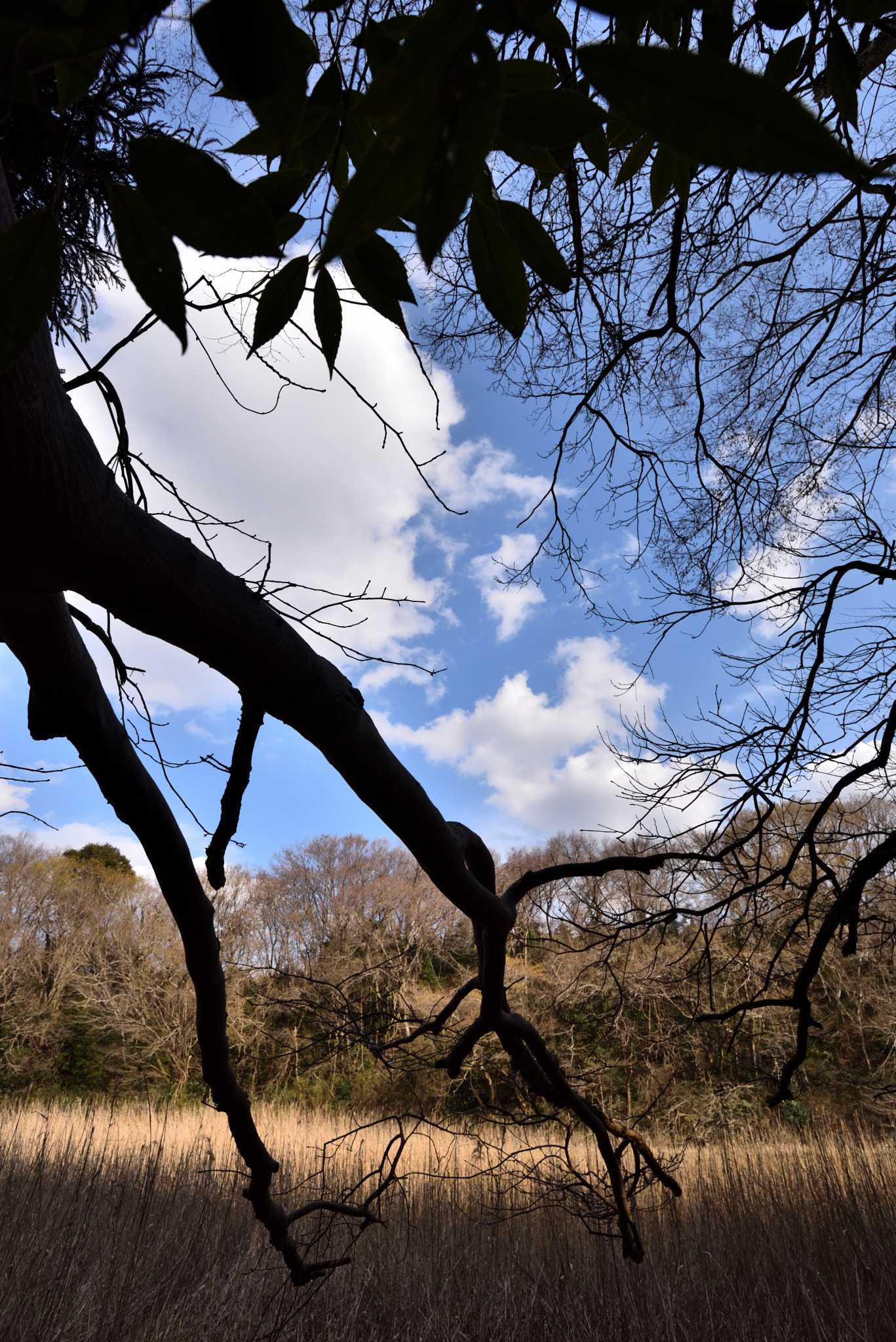 Nikon D750 + Nikon AF-S Nikkor 18-35mm F3.5-4.5G ED sample photo. 里山 photography