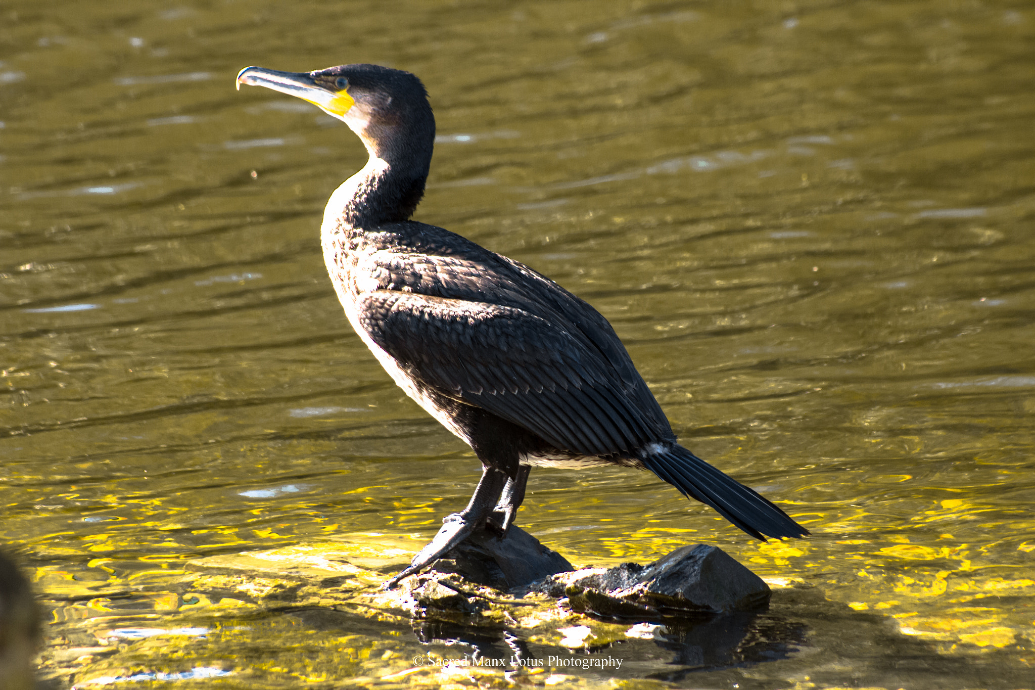 Canon EOS 1200D (EOS Rebel T5 / EOS Kiss X70 / EOS Hi) sample photo. Cormorant sunbathing photography