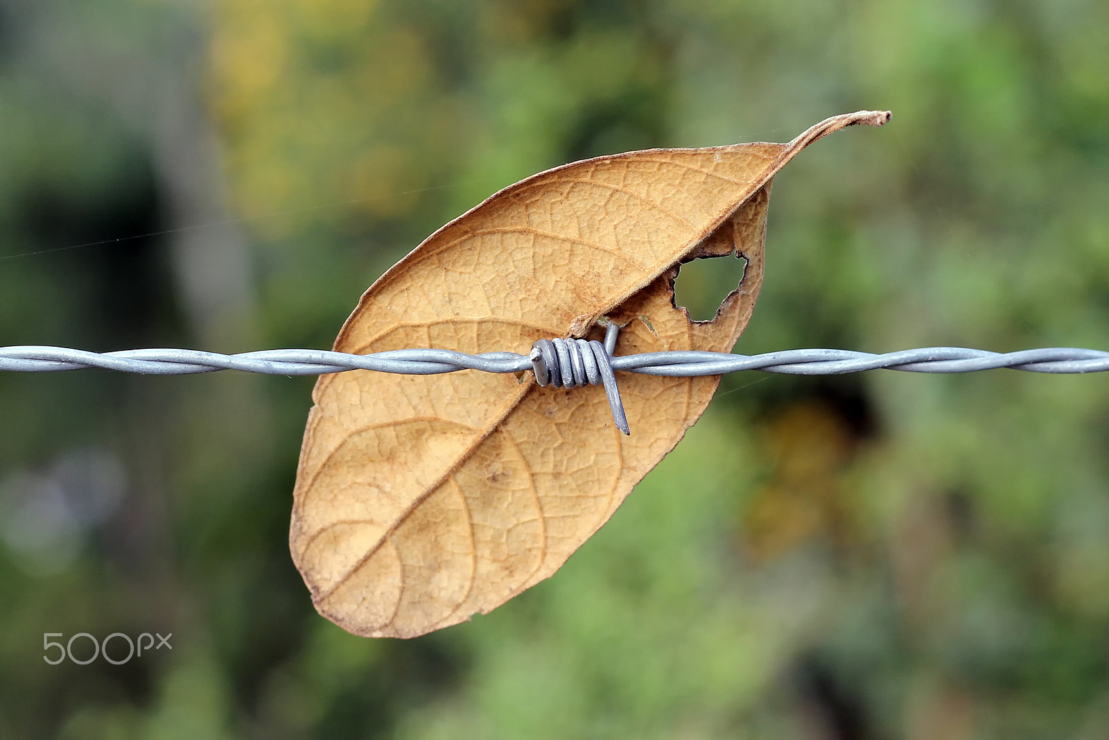Canon EOS 600D (Rebel EOS T3i / EOS Kiss X5) sample photo. Dry leaf on barbed wire photography