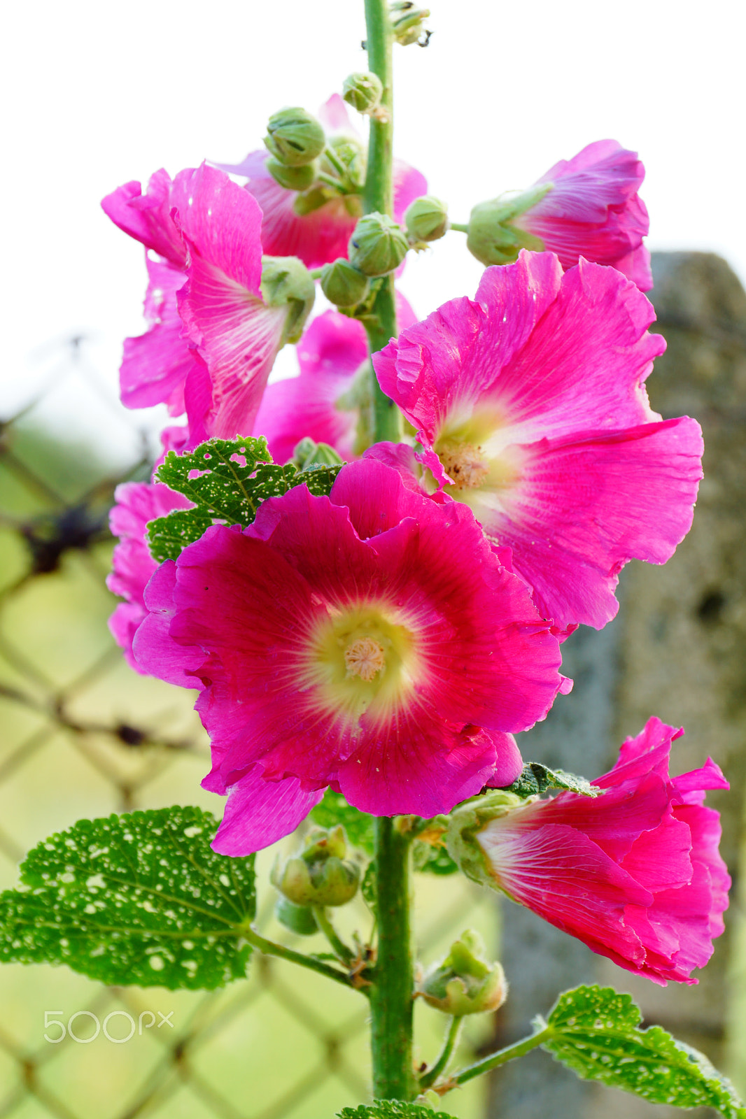 Sony DT 18-135mm F3.5-5.6 SAM sample photo. Pink hollyhock photography