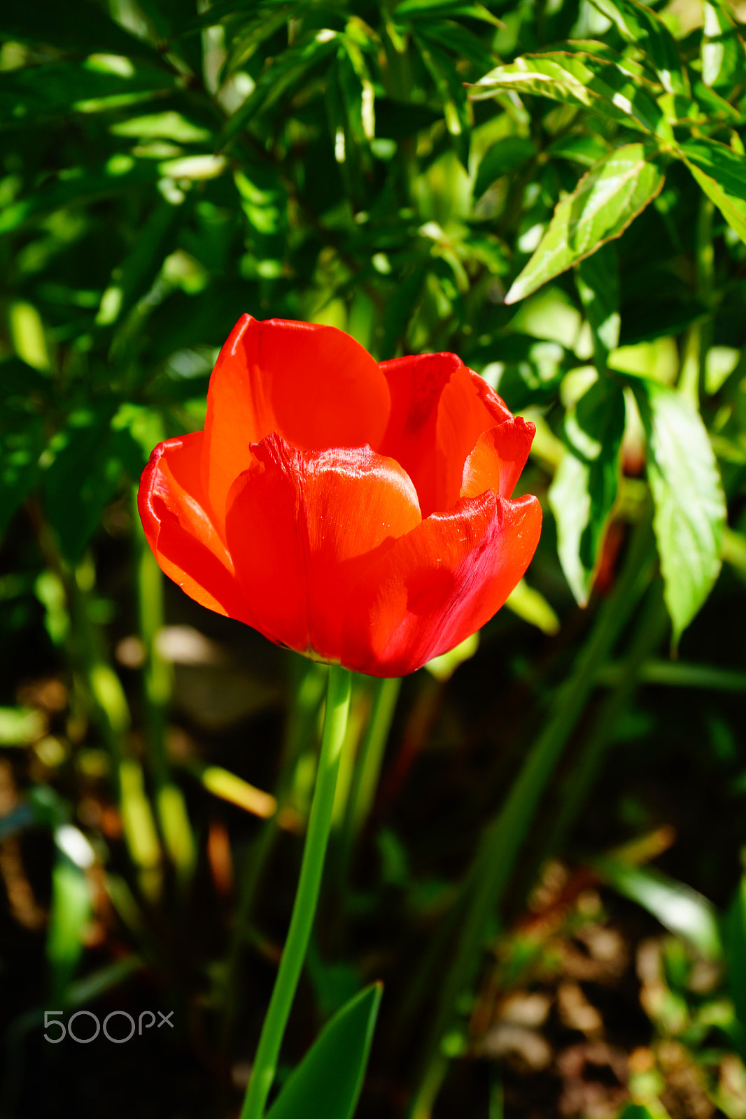 Sony DT 18-135mm F3.5-5.6 SAM sample photo. Spring tulip photography