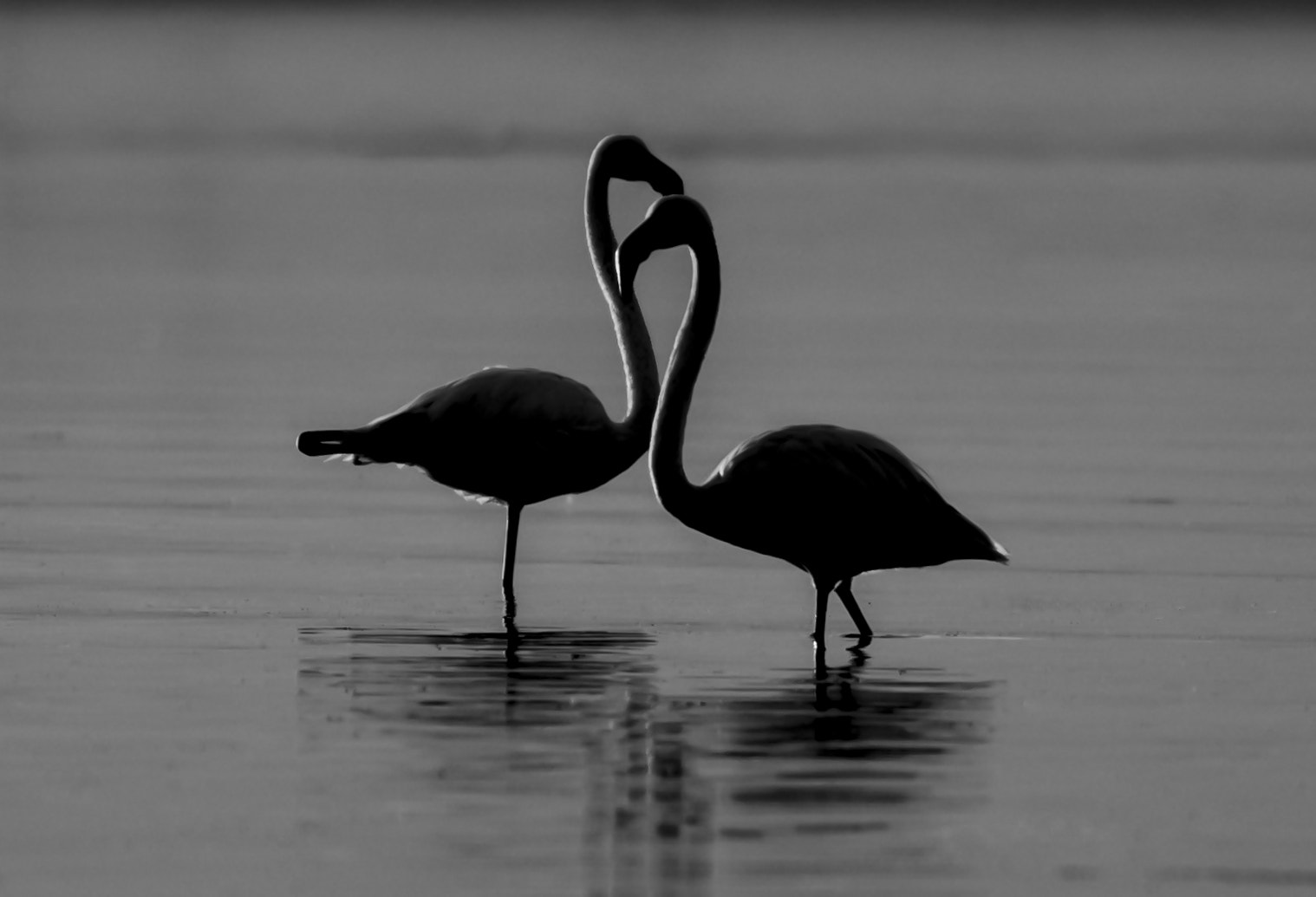 Canon EF 400mm F5.6L USM sample photo. Falling in love photography