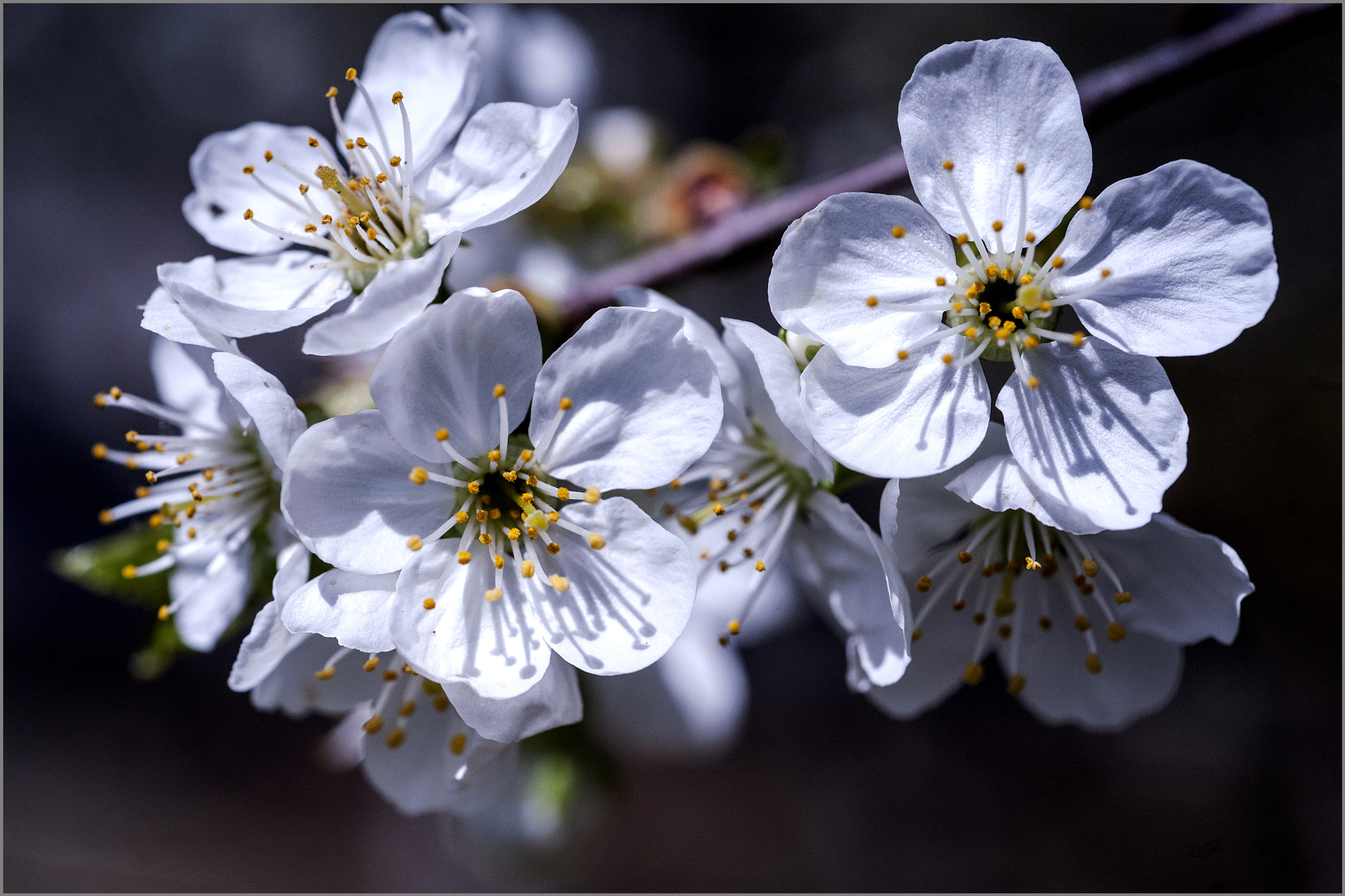 AF Micro-Nikkor 60mm f/2.8 sample photo. *** photography