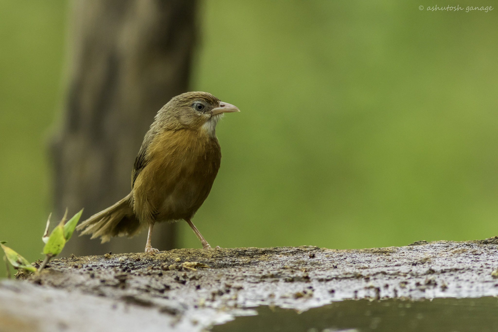 Canon EF 300mm F4L IS USM sample photo. Tawny-bellied babbler photography