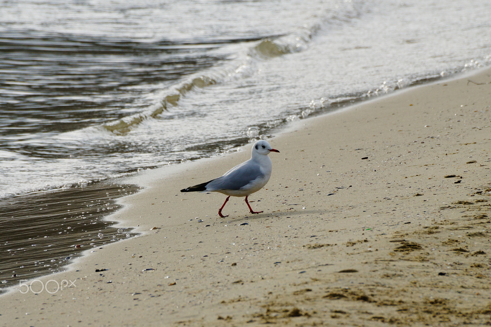 Sony SLT-A77 sample photo. Seagull 2 photography