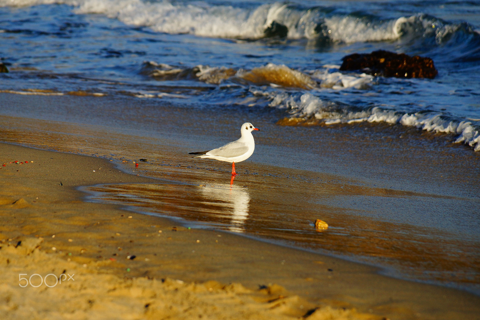 Sony DT 18-135mm F3.5-5.6 SAM sample photo. Seagull 1 photography