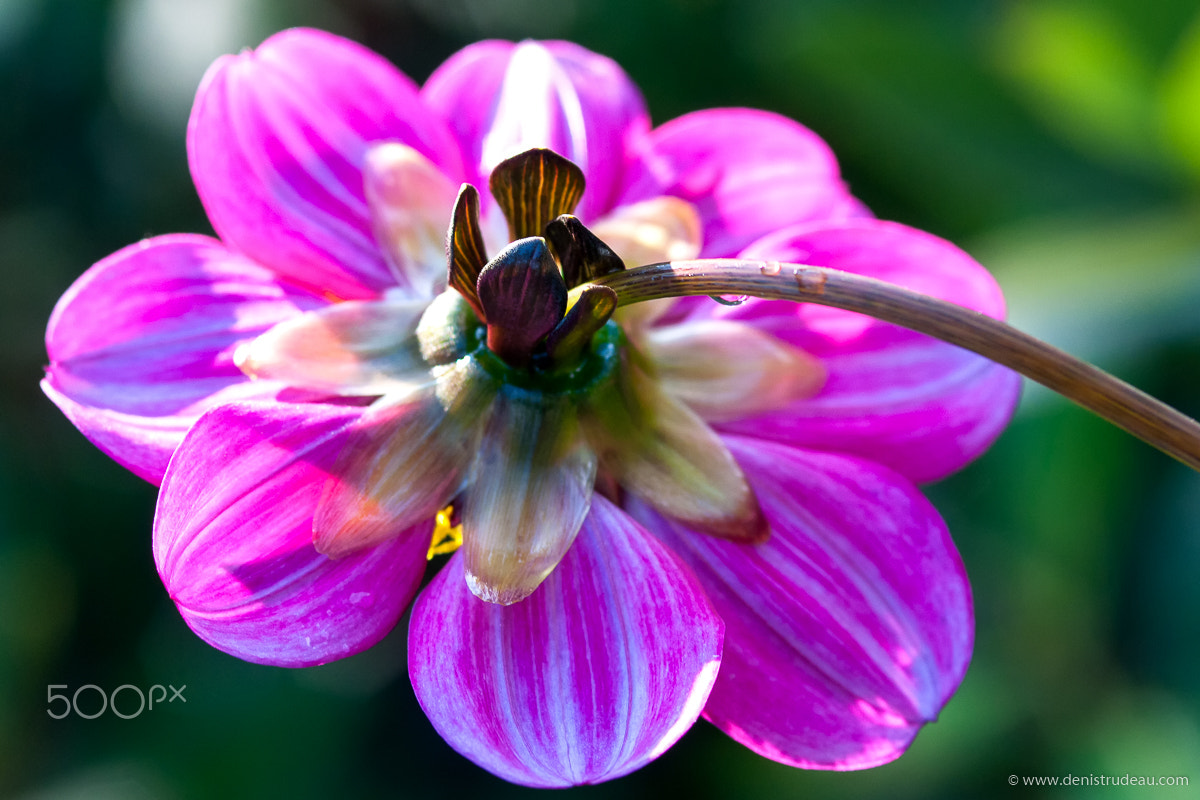 Nikon AF-S Micro-Nikkor 105mm F2.8G IF-ED VR sample photo. Flowers back photography