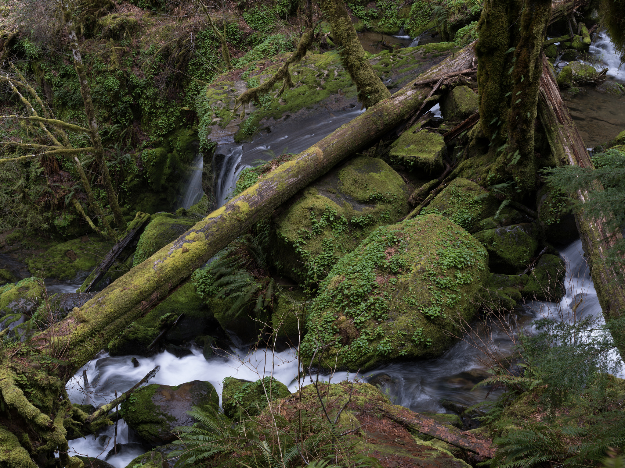 Pentax 645Z sample photo. Drowned out creek, rogue river-siskiyou photography