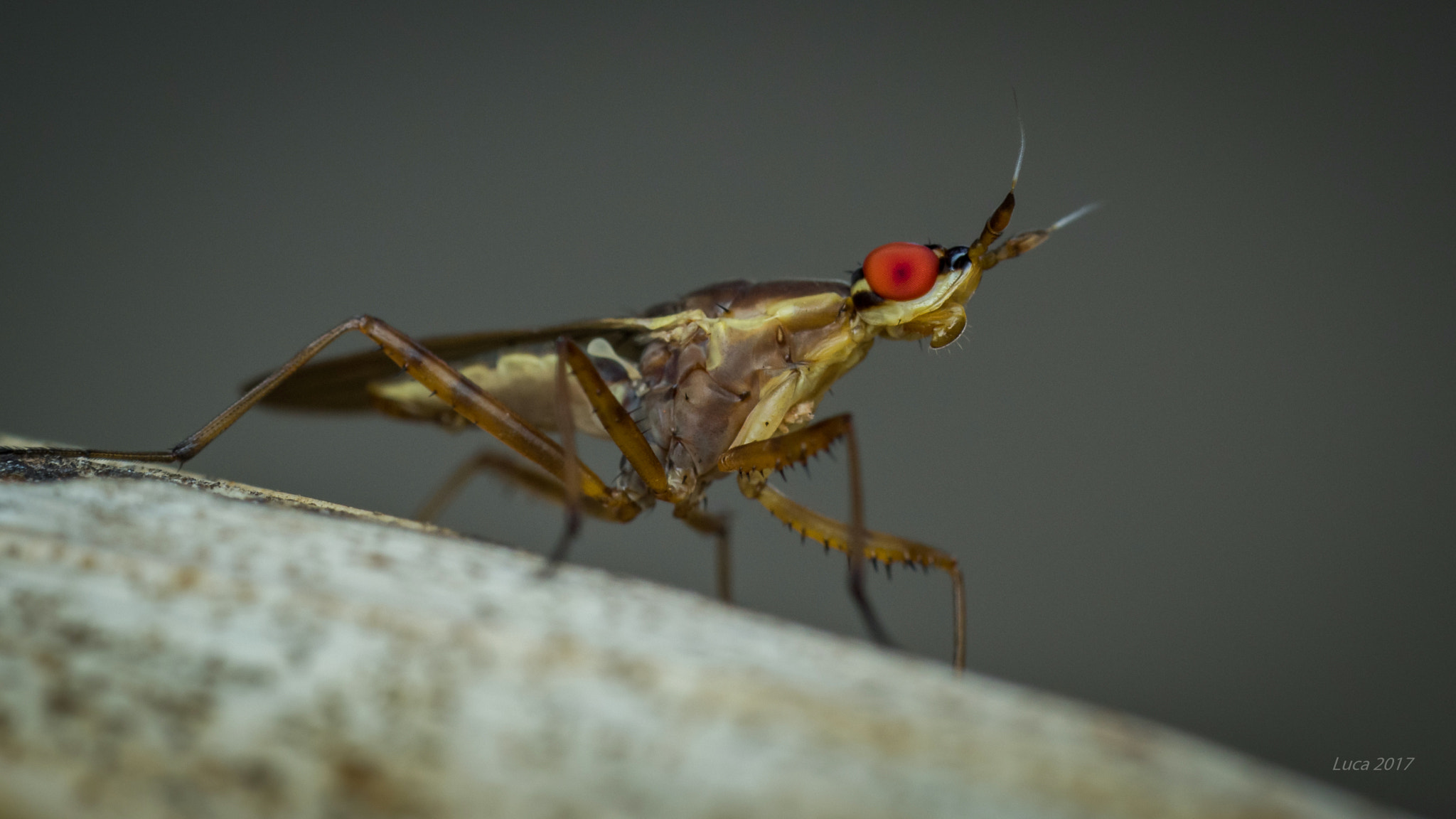 Canon EF 100mm F2.8 Macro USM sample photo. Banana stalk fly photography