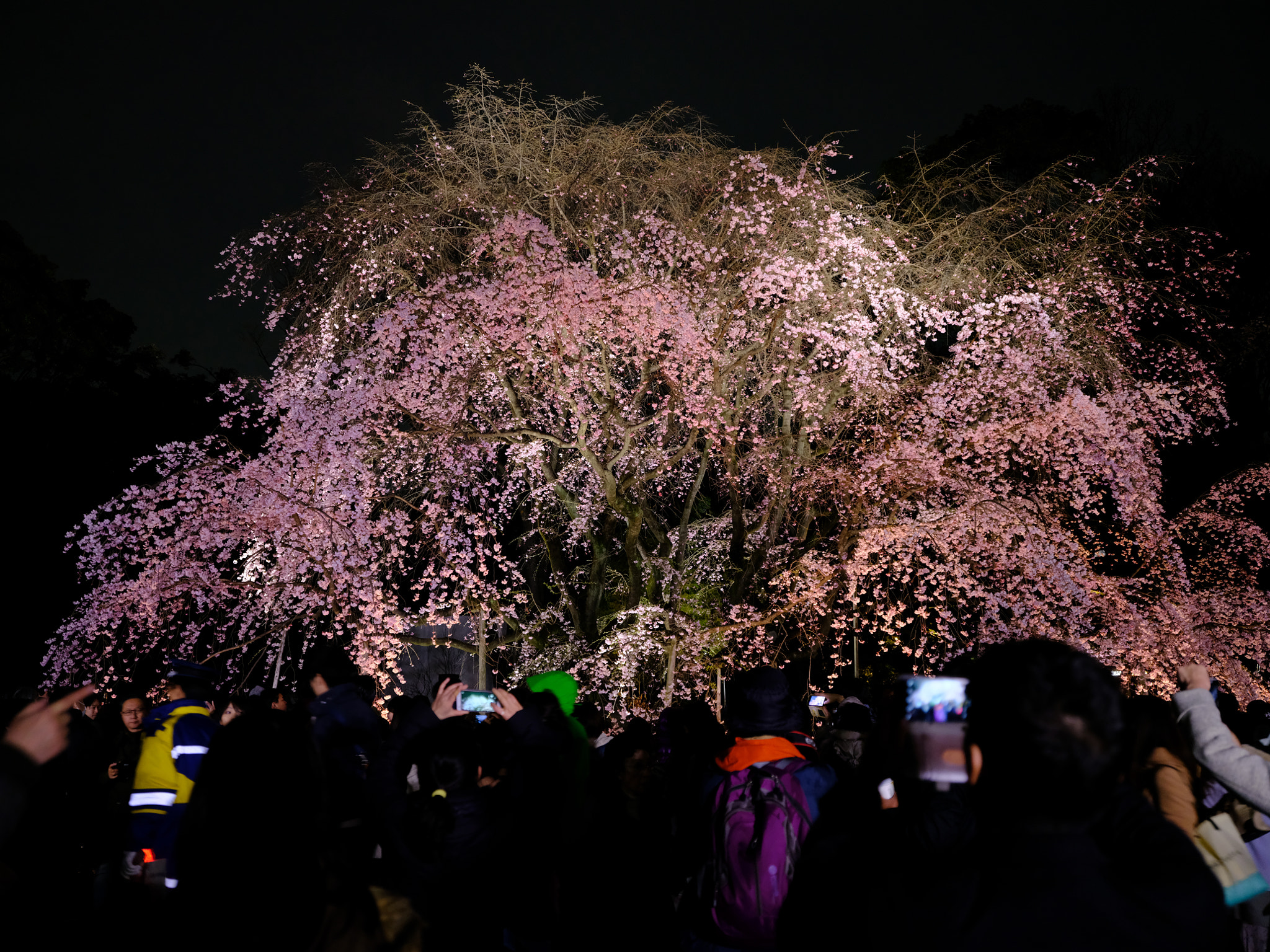 Fujifilm GF 32-64mm F4 R LM WR sample photo. Weeping cherry photography