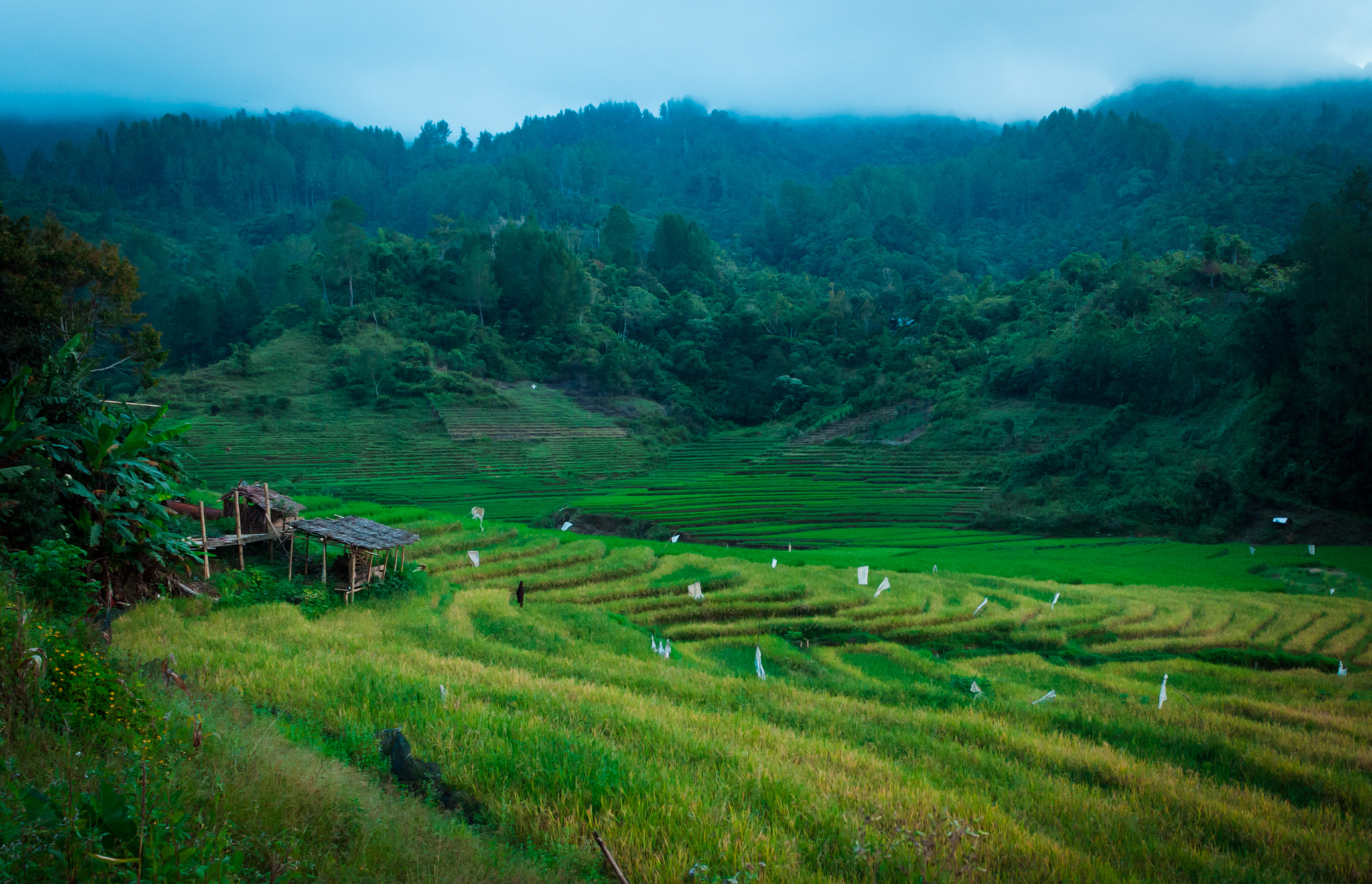 Nikon D300S sample photo. Beautiful of messawa photography