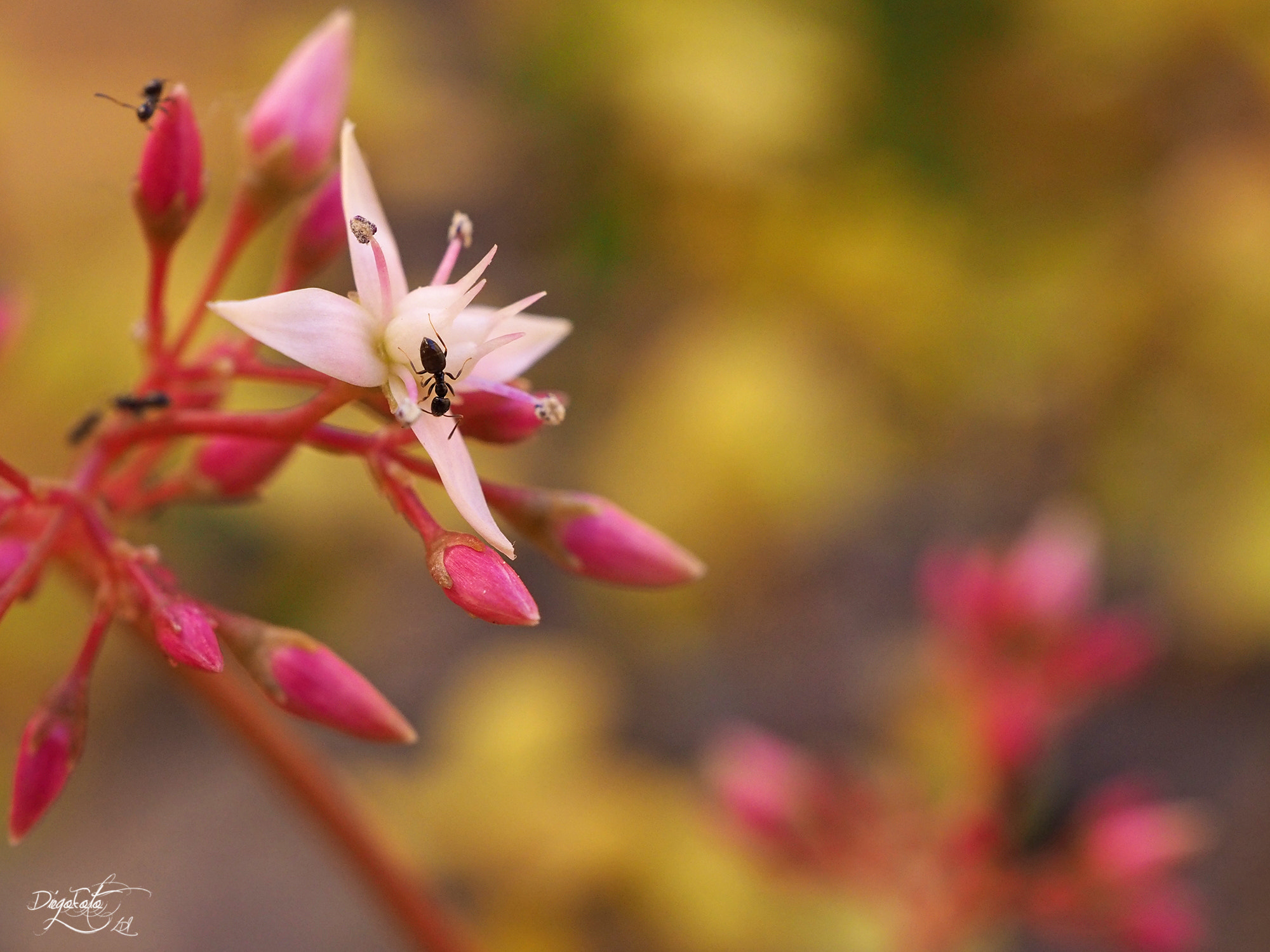 Olympus OM-D E-M10 II sample photo. Hormiga sobre crassula multicava photography