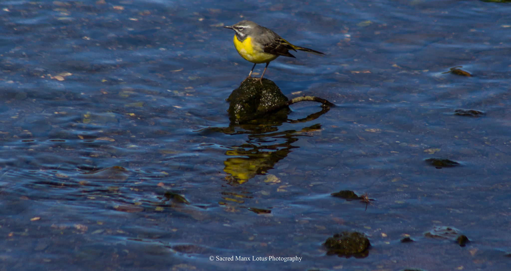 Canon EOS 1200D (EOS Rebel T5 / EOS Kiss X70 / EOS Hi) + EF75-300mm f/4-5.6 sample photo. Grey wagtail reflection photography