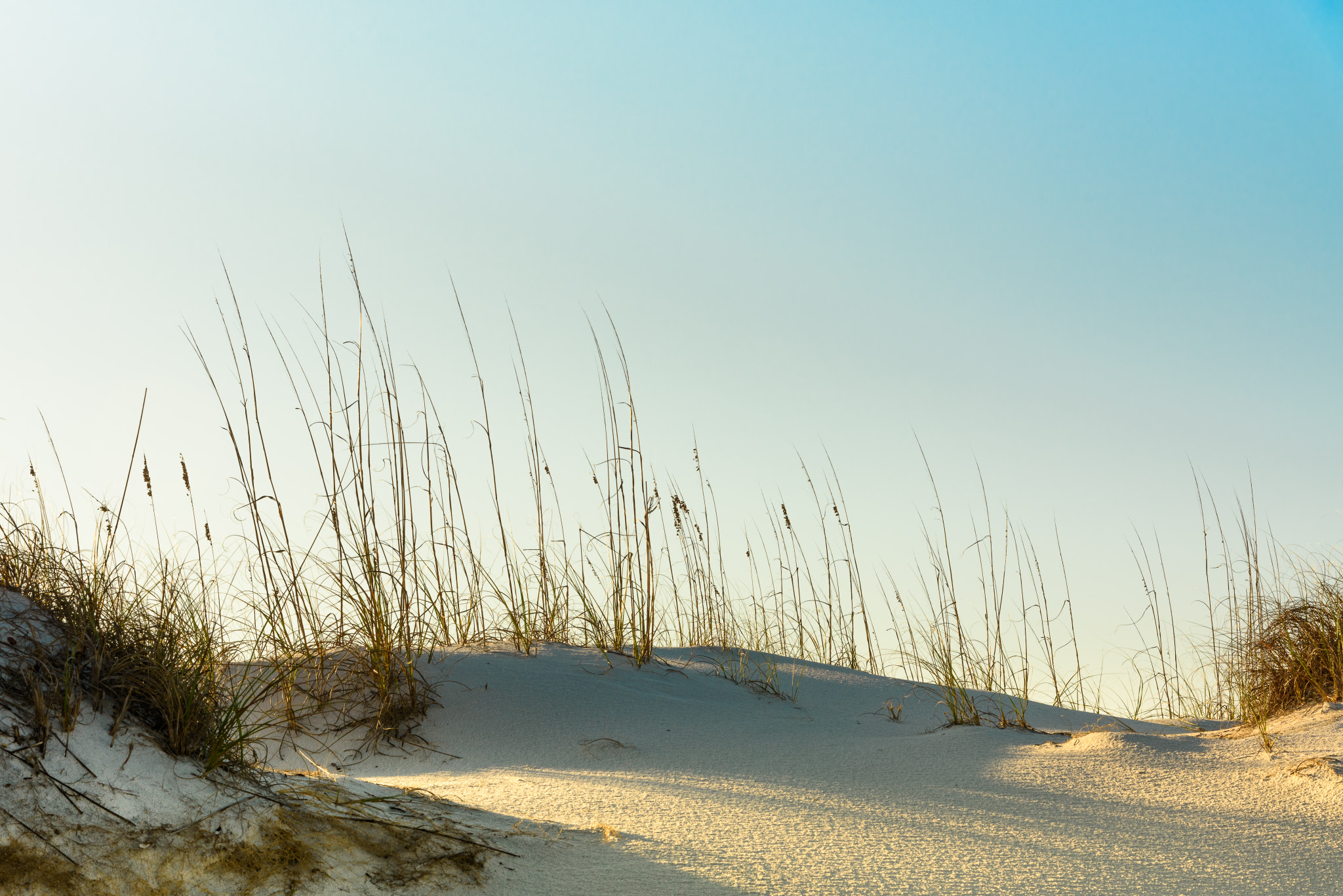 Nikon AF-S Nikkor 24-120mm F4G ED VR sample photo. Sea oats at dawn photography