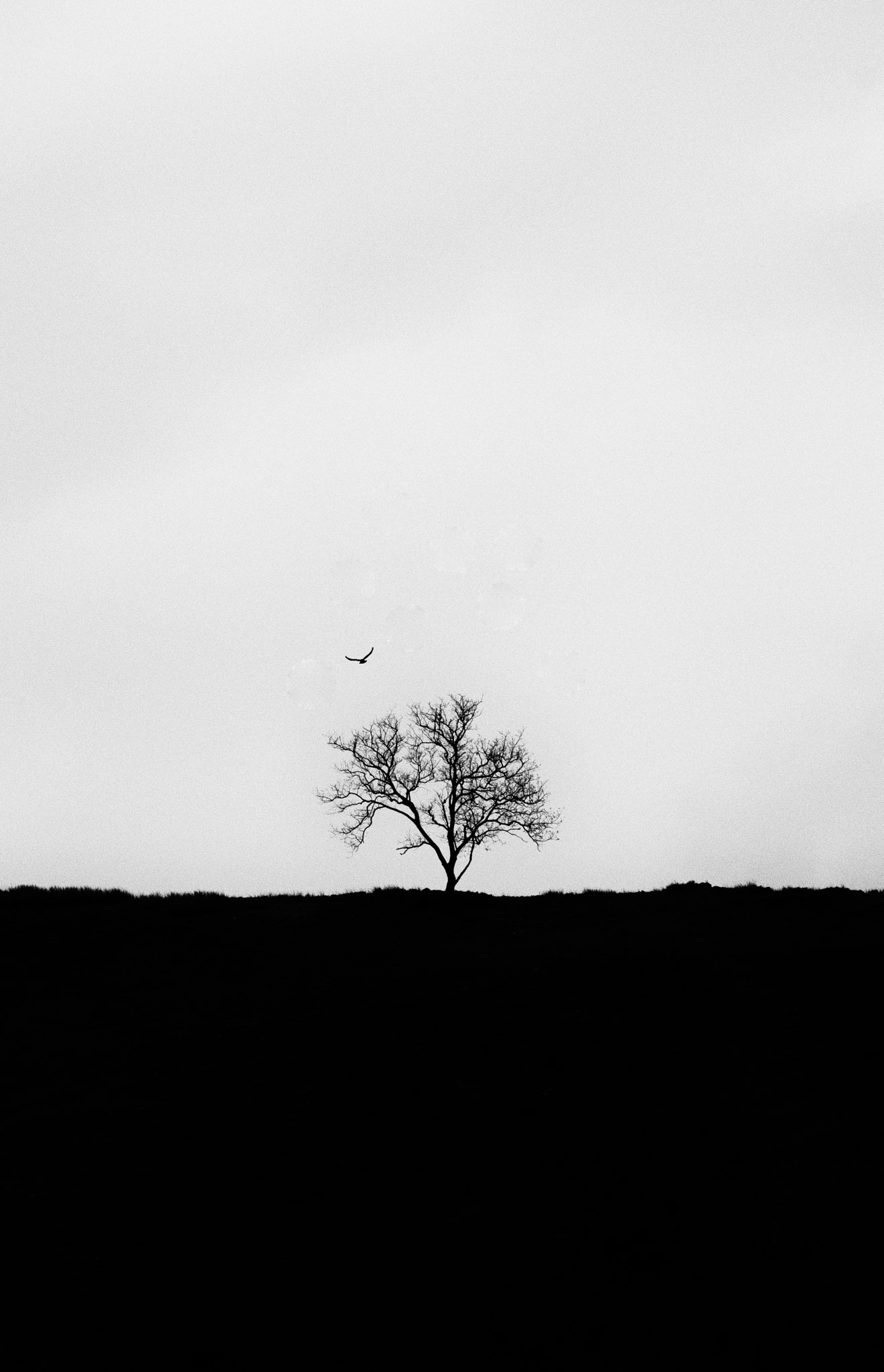 Canon EF 70-200mm F2.8L IS II USM sample photo. Tree photography