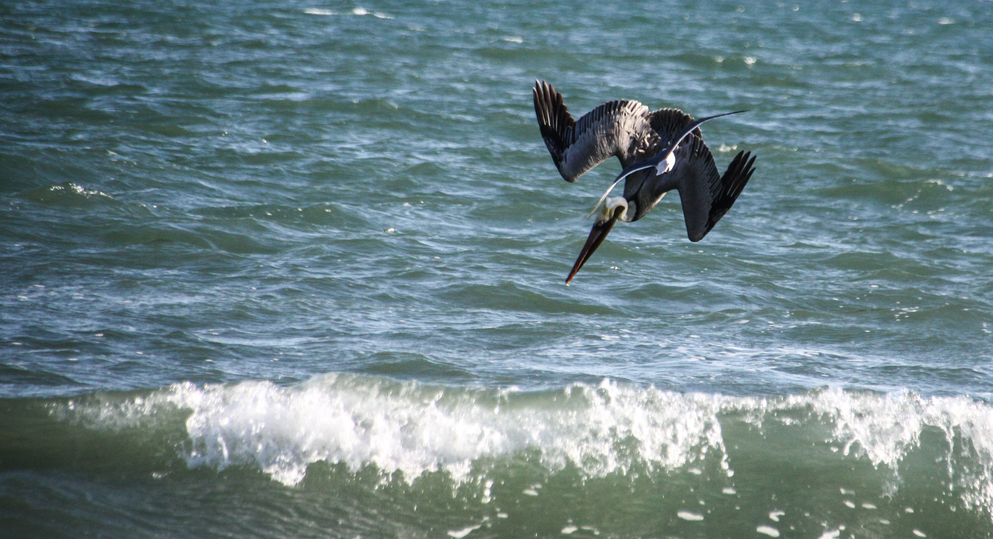 Canon EOS 50D + Sigma 18-250mm F3.5-6.3 DC OS HSM sample photo. Pelican fishing photography