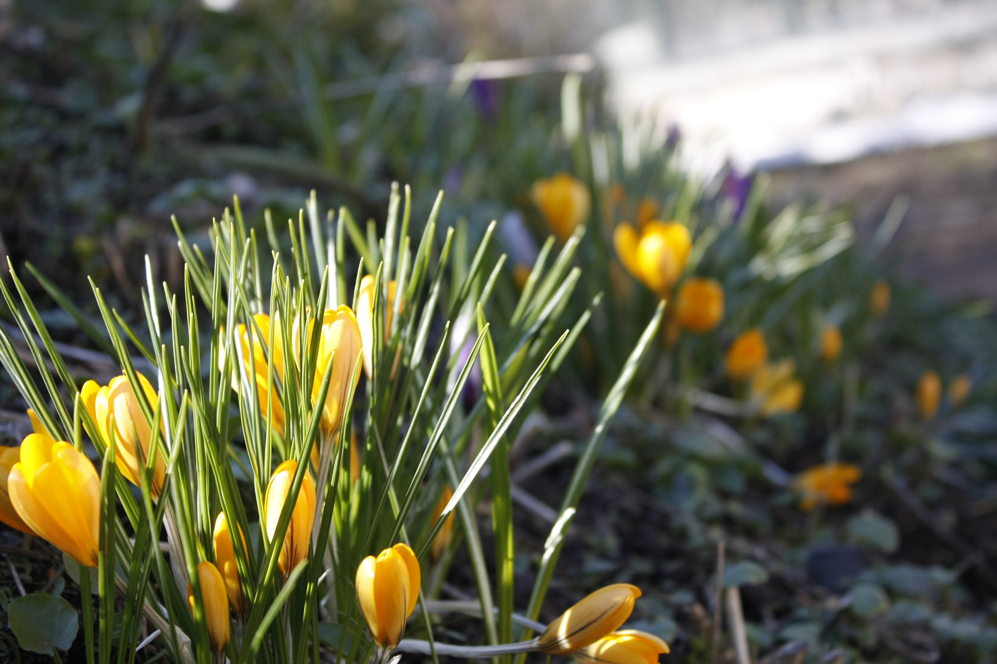 Canon EOS 40D sample photo. Mg photography