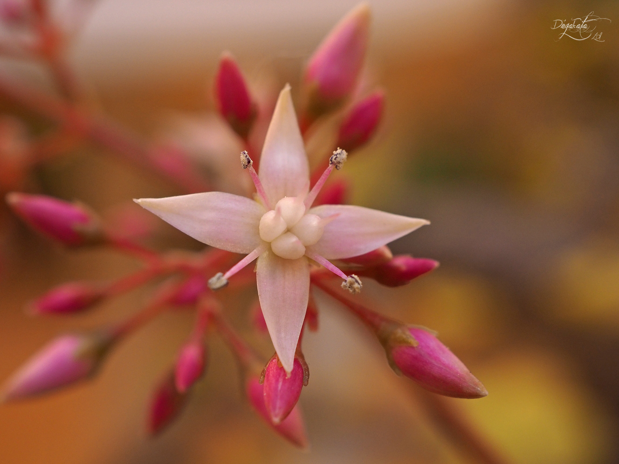 Olympus OM-D E-M10 II + Olympus M.Zuiko Digital ED 30mm F3.5 Macro sample photo. Crassula multicava photography